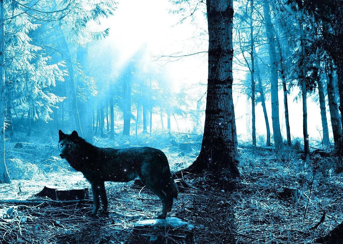 How to wolf. The return of the wolves how they changed yellowstone. wolf changes religion. ann m. wolf - how long is the night.