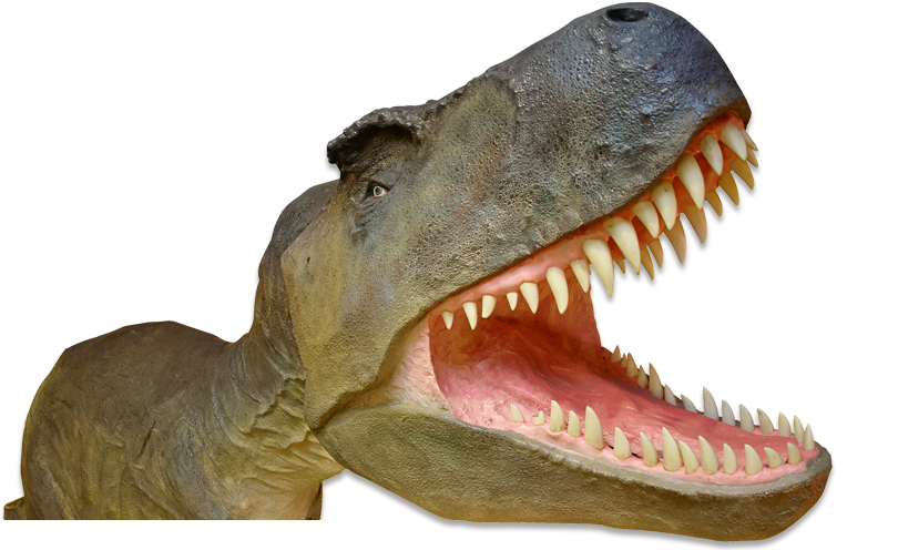 Life-size Tyrannosaurus rex at the Dinosaur Museum
