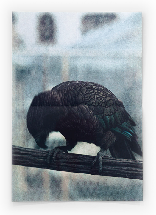 +(bird), Trent Crawford, 2025
