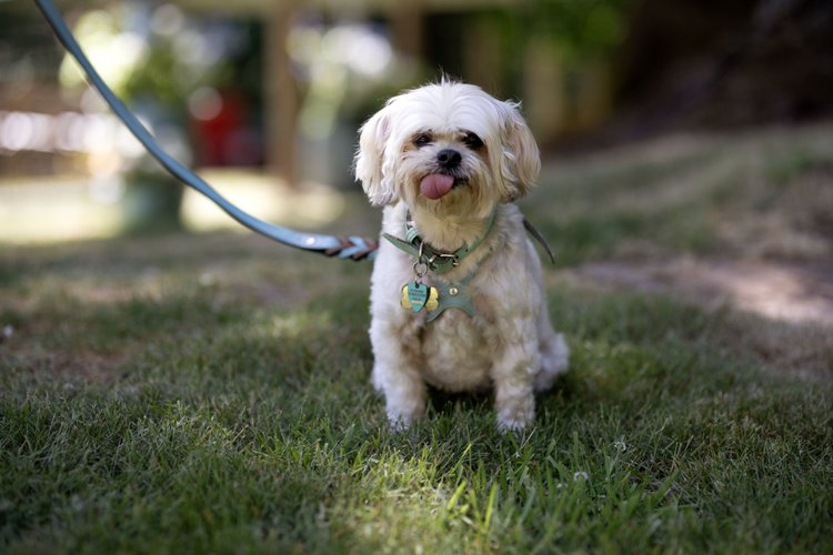 A dog on a leash at a wedding.