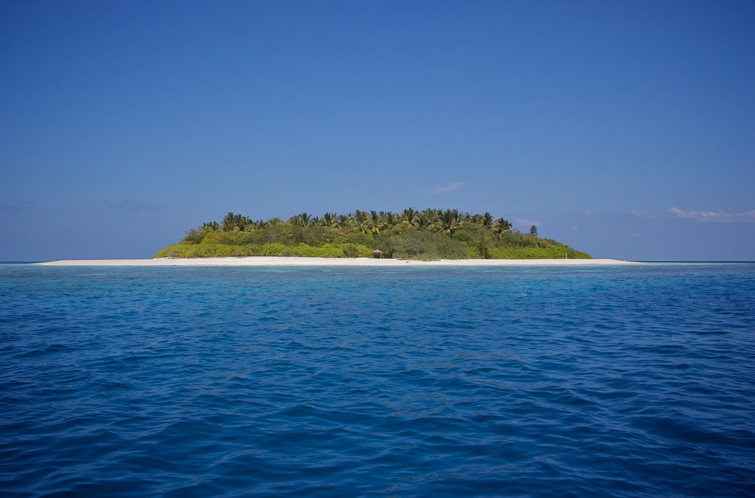 You find yourself as the sole survivor on a deserted island. 