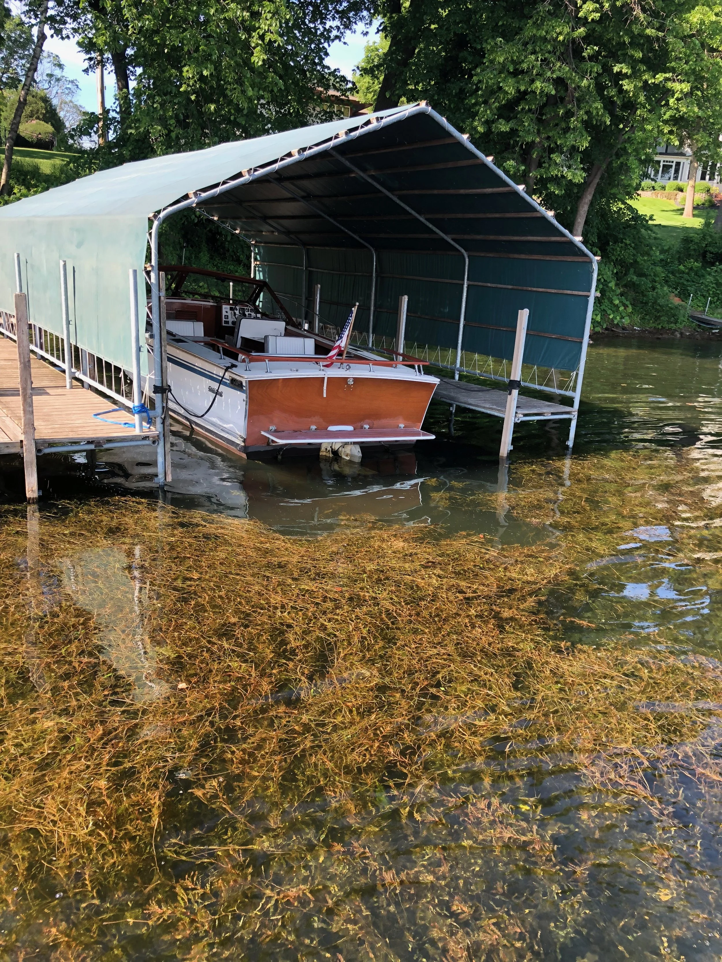 Lake area before weed removal
