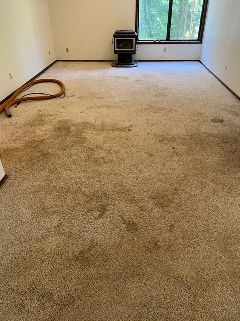 Pet urine carpet before treatment