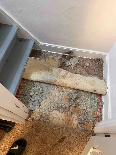 Pet damage carpet before repair Portland