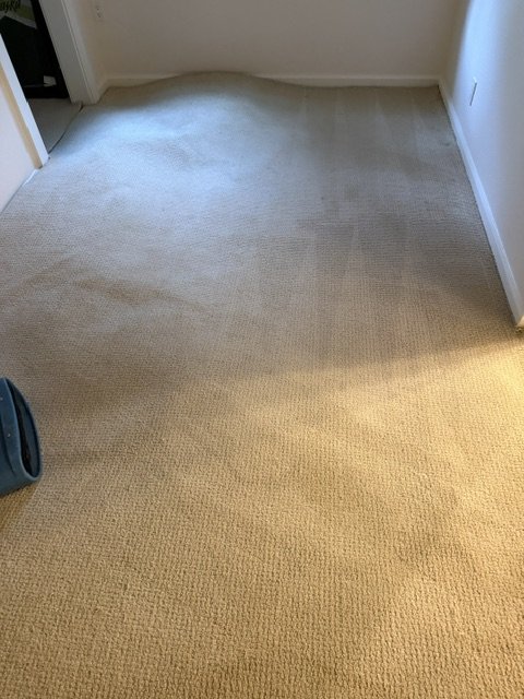 Carpet lifted by airflow from an air mover while drying after water damage in Lake Oswego