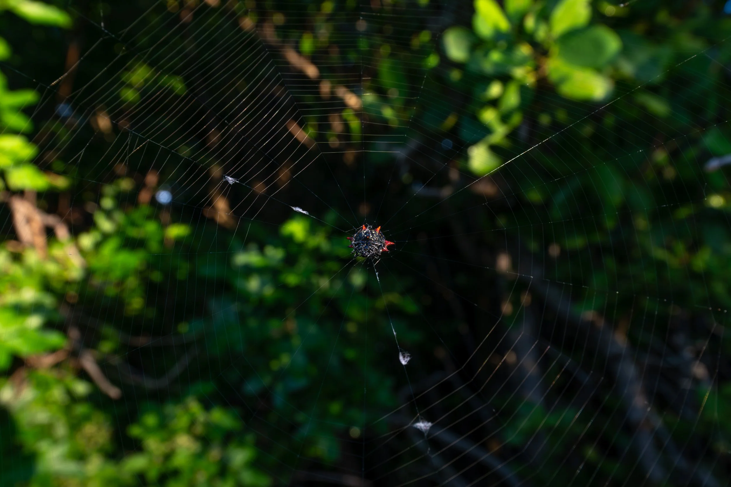 Spiny-backed orb-weaver spider sitting at the center of its web against dark green foliage, photographed at close focus with the 12-20mm