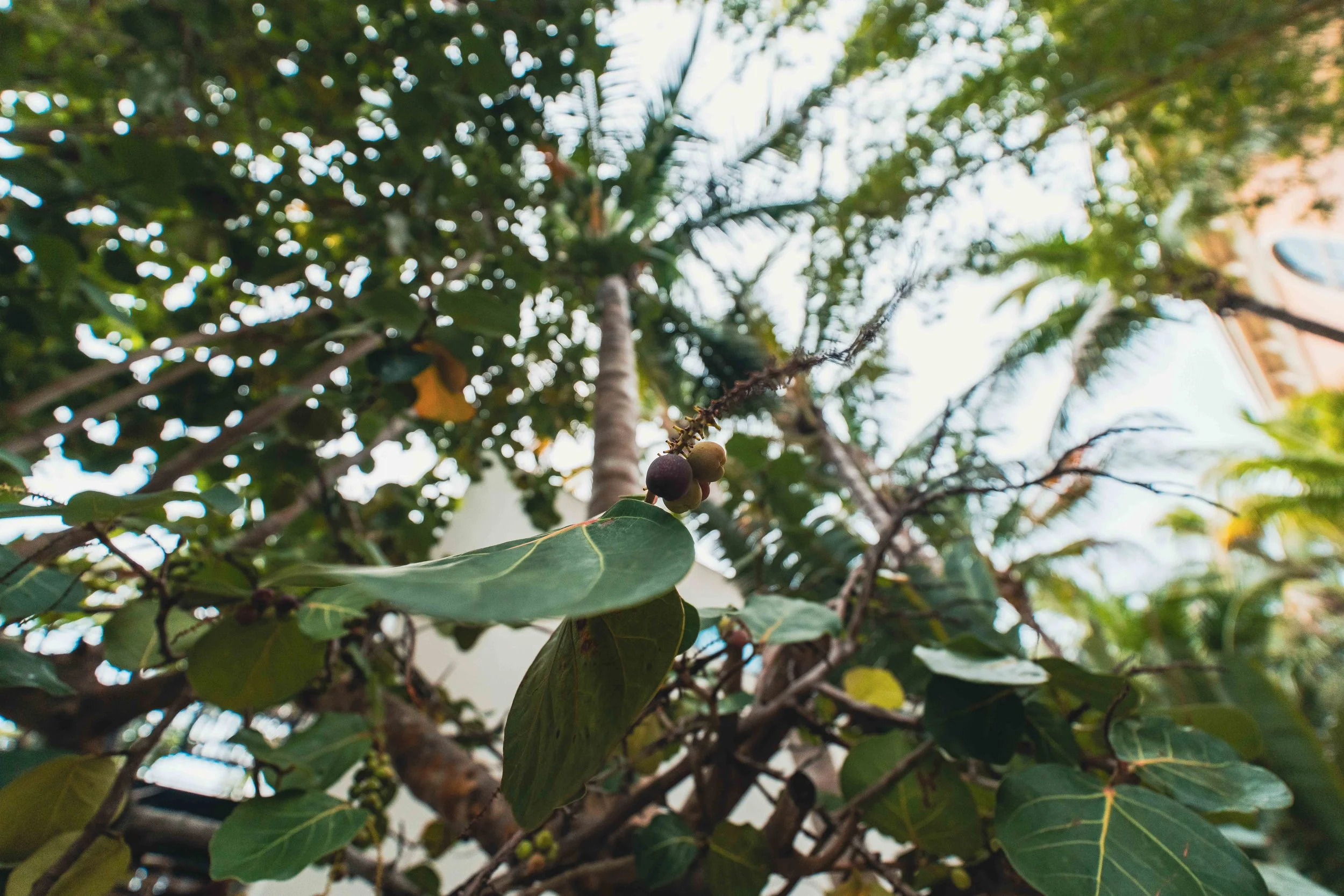 Looking up through broad tropical leaves and small berries toward palm fronds and a bright sky