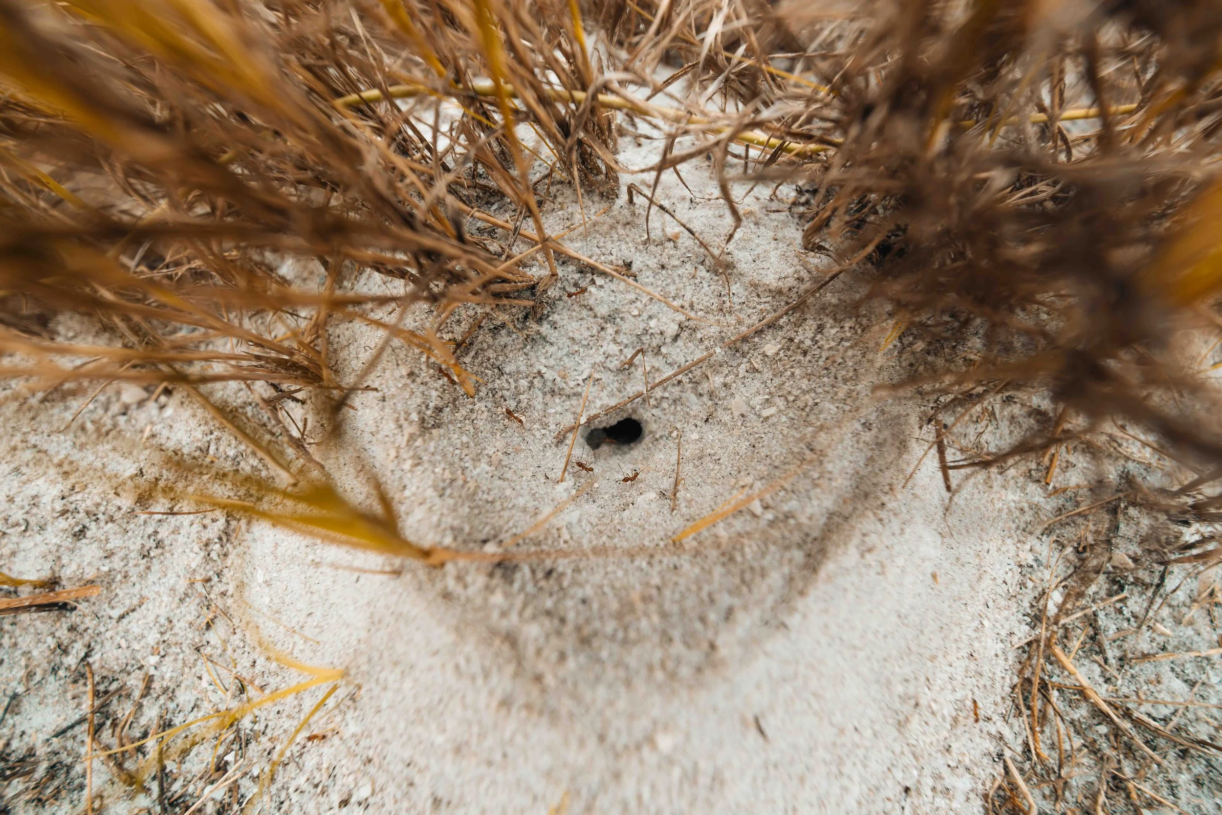 Low close-focus view of a small hole in white beach sand, ringed by dry dune grass reaching toward the edges of the frame