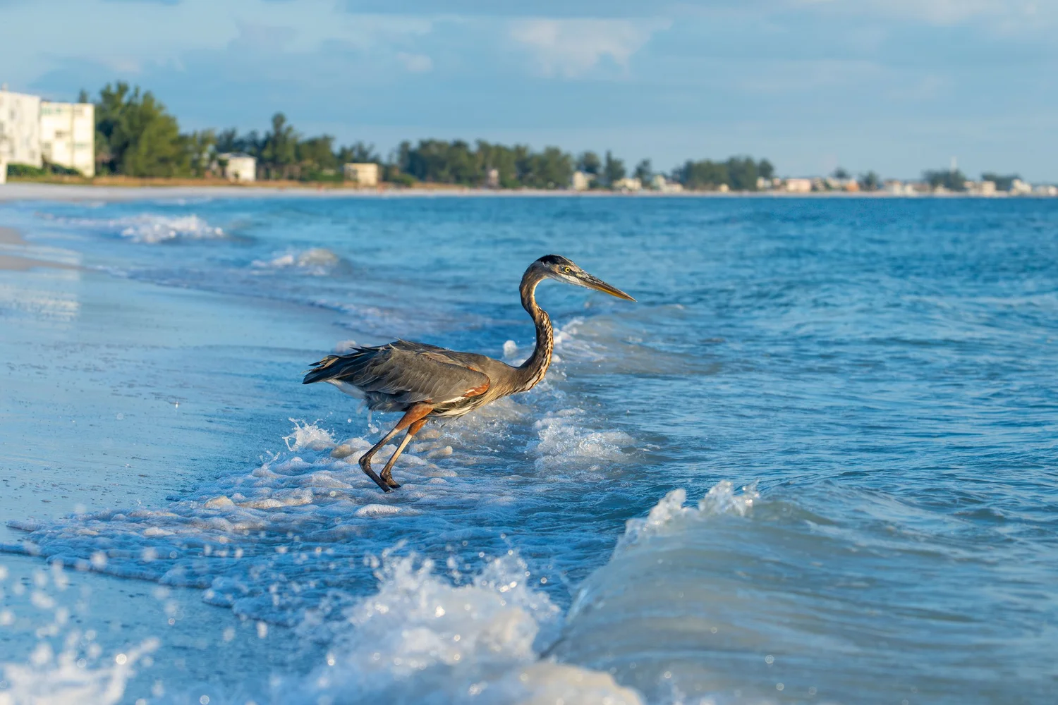 Great blue heron walking the Gulf shoreline with beachfront properties behind it on Anna Maria Island, Florida, destination photography for hospitality and resort marketing.