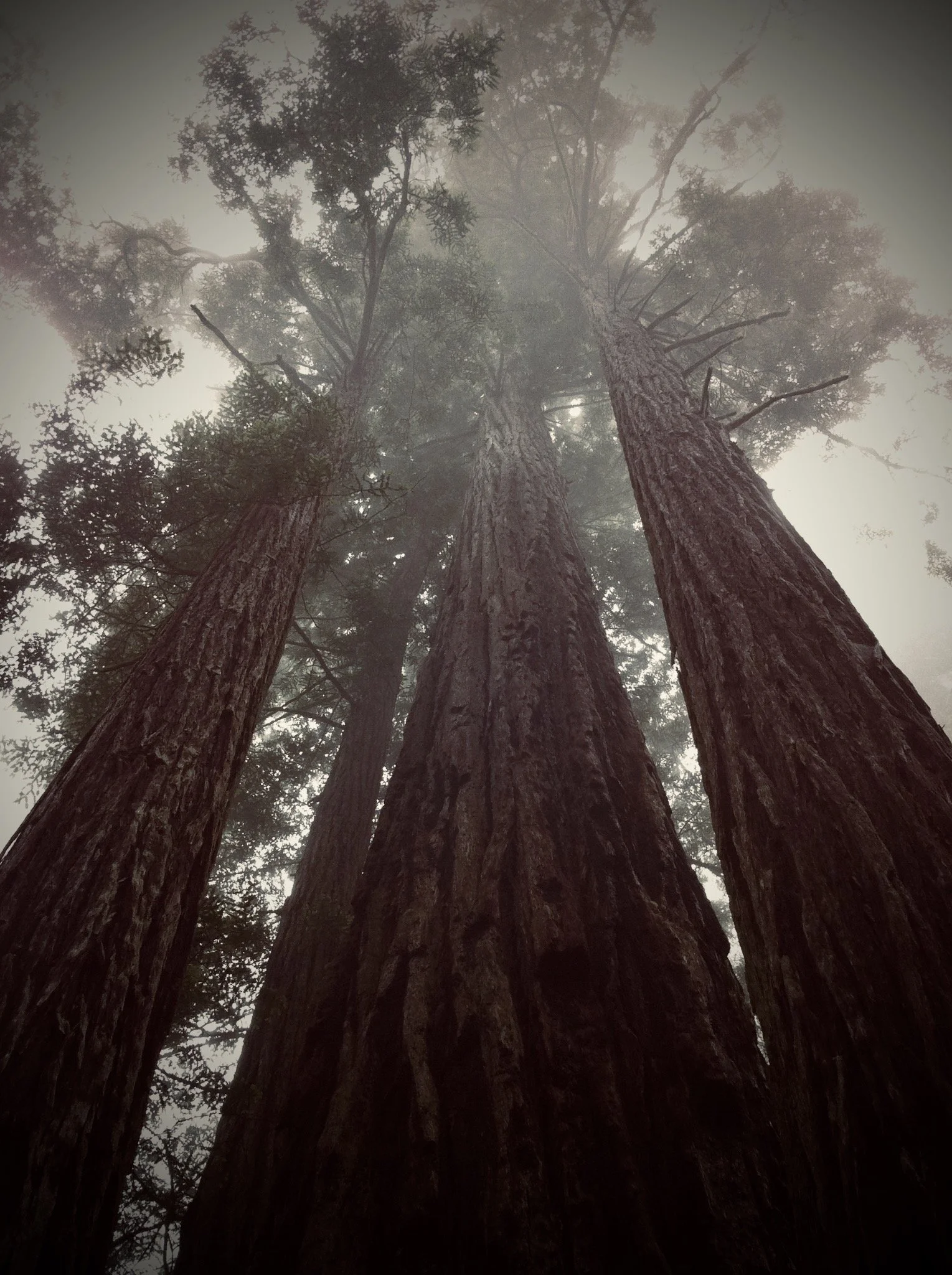forest temple inspiration