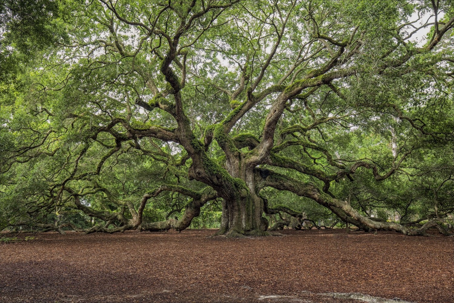 Lead Oak