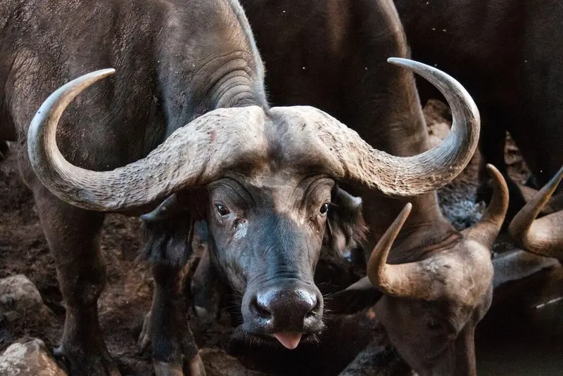 Taita Hills Wildlife Sanctuary, Kenya