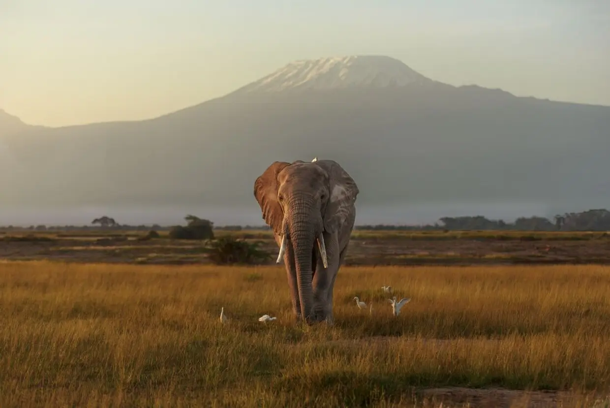 Amboseli National Park, Kenya