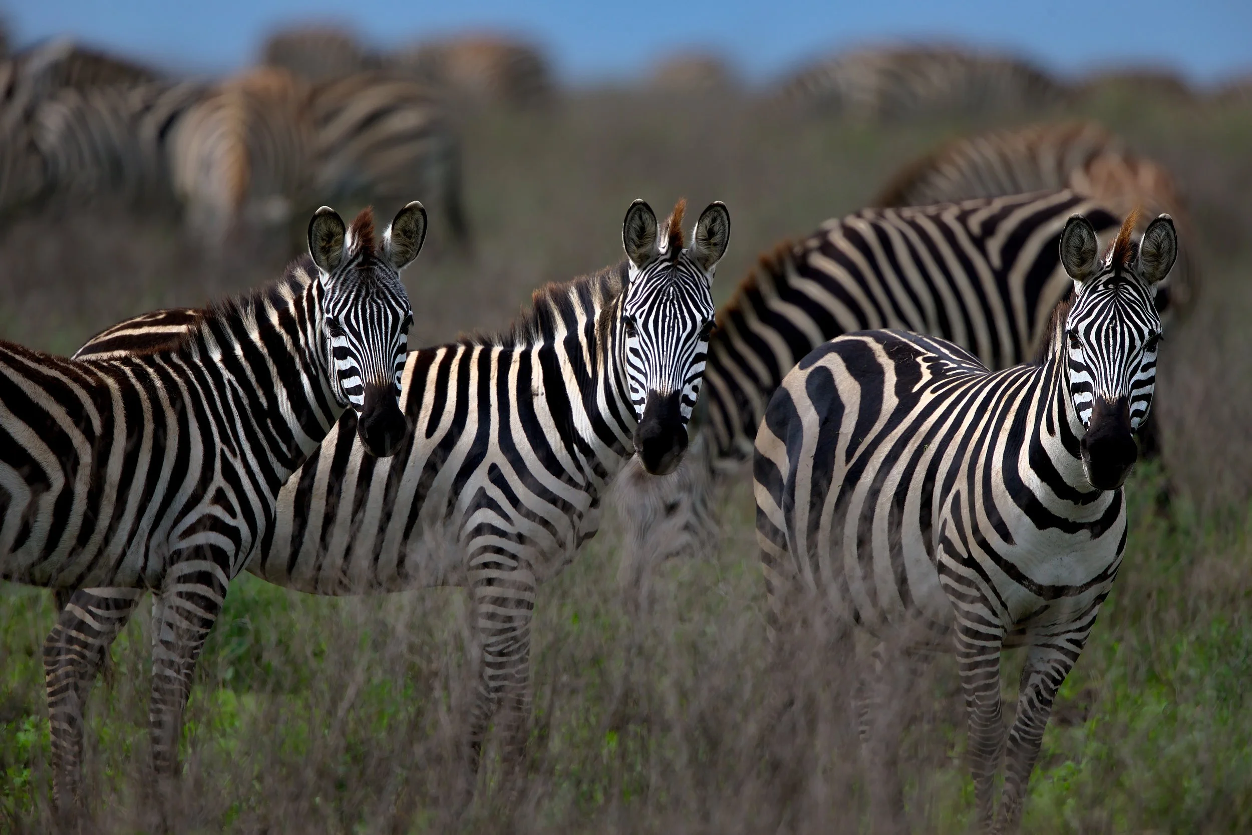 African Zebra