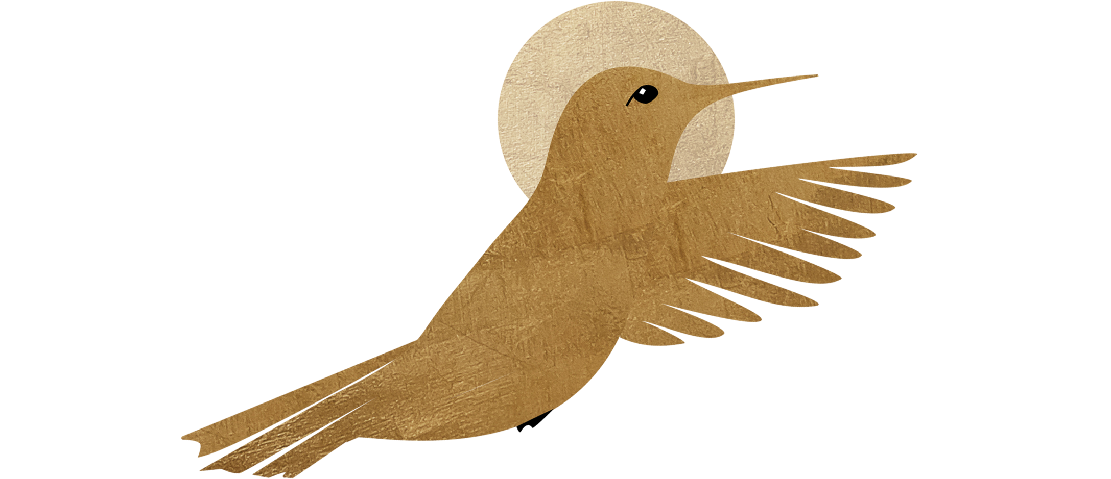 Hummingbird illustration