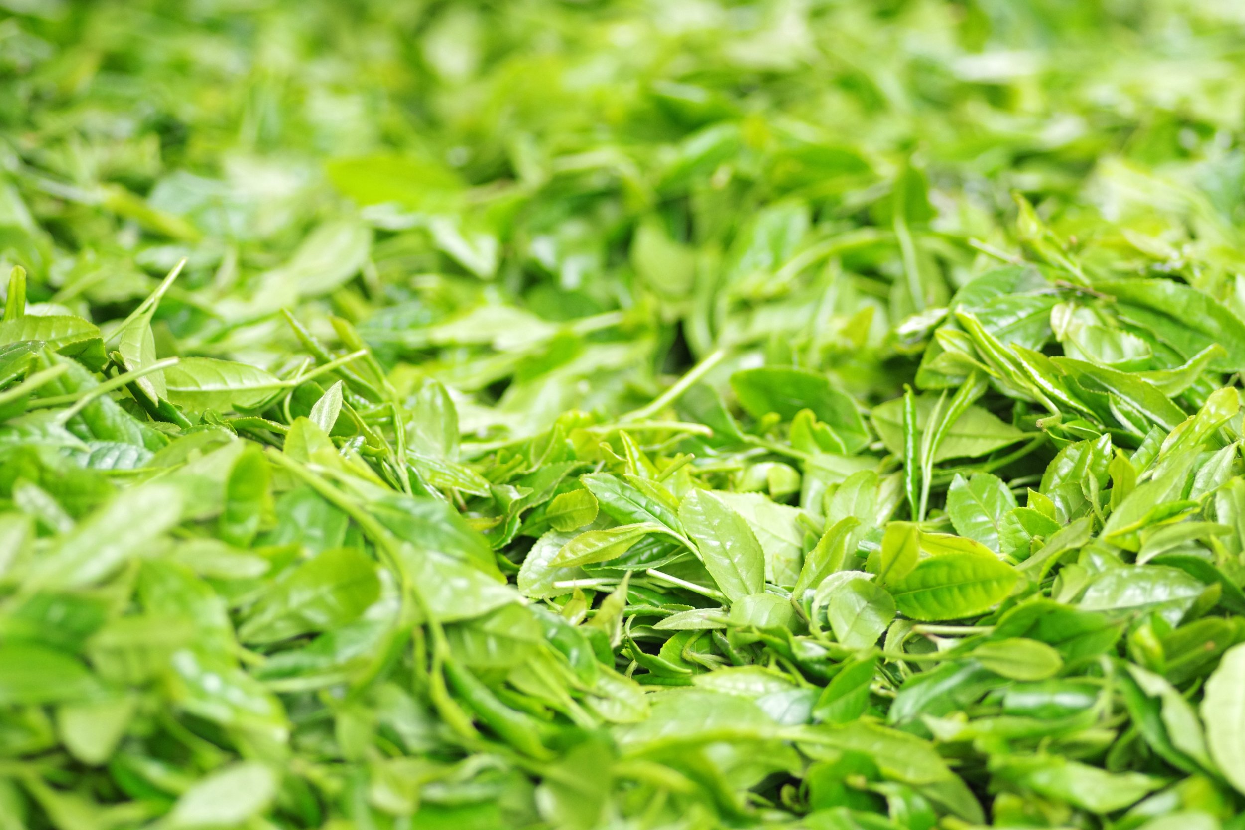 Чайная листва. Чайный лист. Зеленый чай. Зеленый чай листья. Зеленый чай листовой.