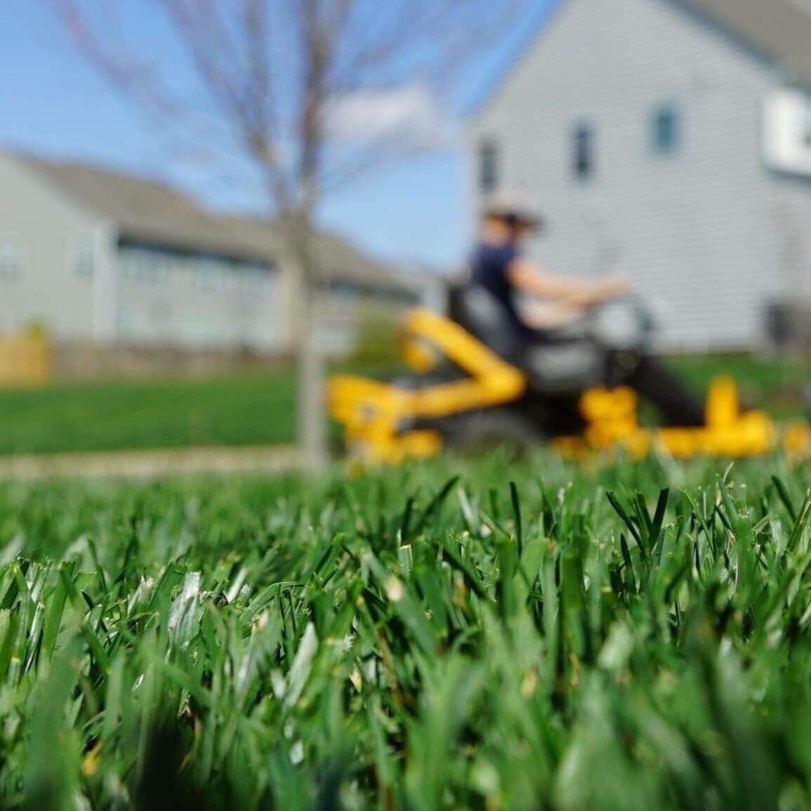In the foreground, is a close up shot of a freshly mowed lawn, where you can see each blade of grass. In the background is a Stepping Stone Landscaping employee lawn mowing.