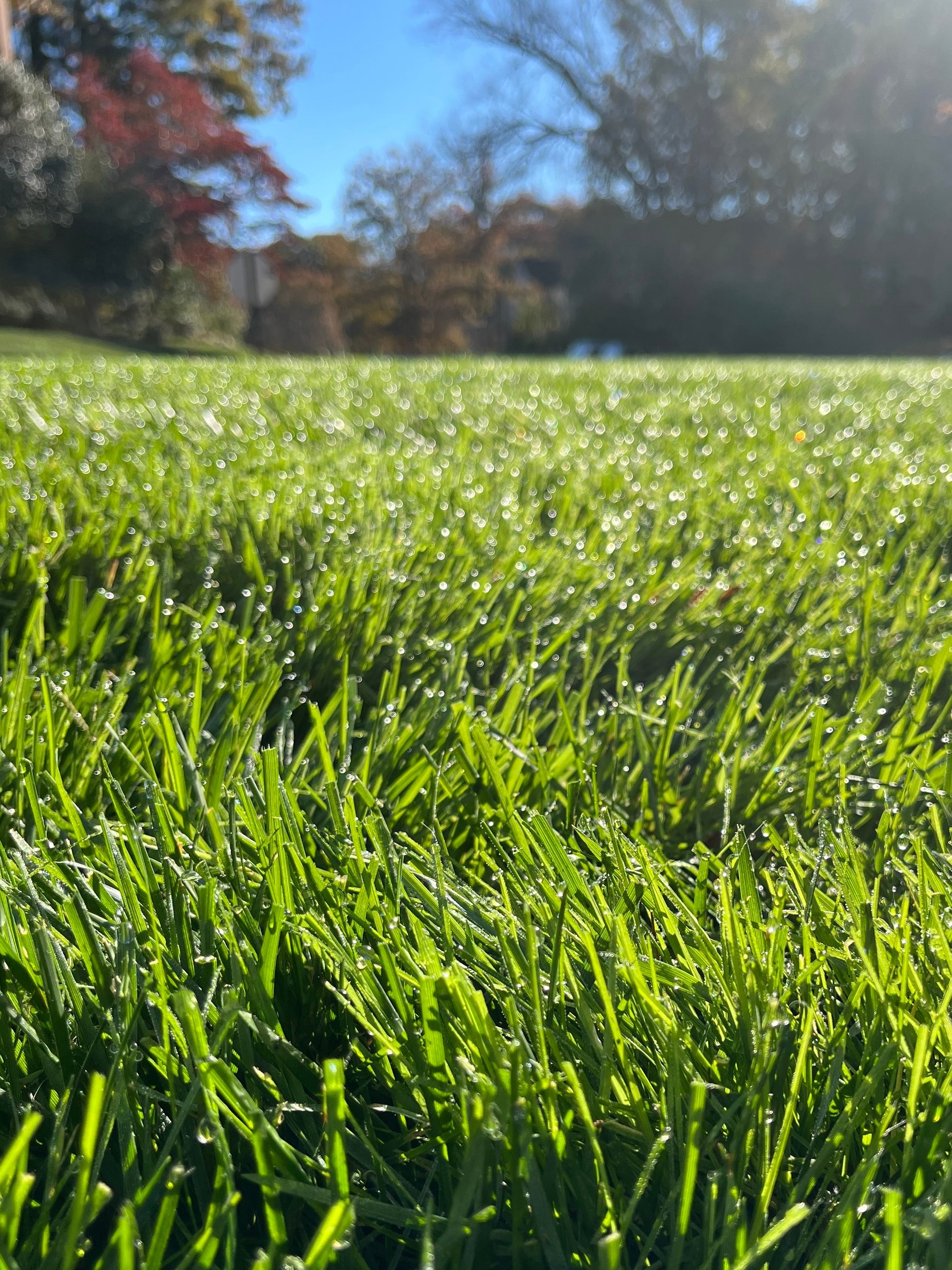 A close-up shot of a lawn that's been mowed, where you can see individual blades of grass
