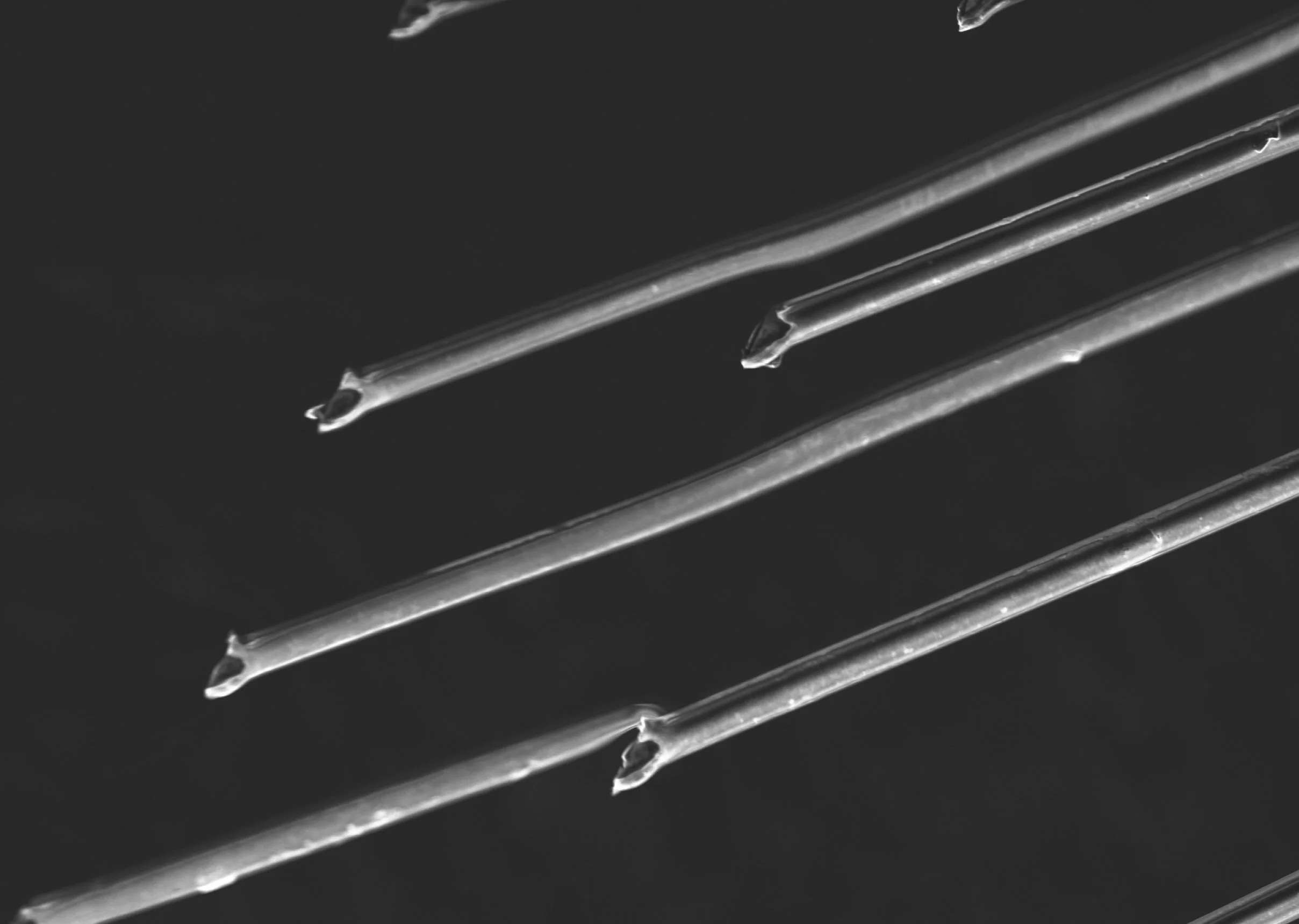 Carbon SEM