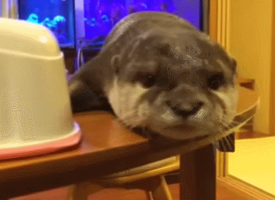 Otter-Yawn-GIF.gif