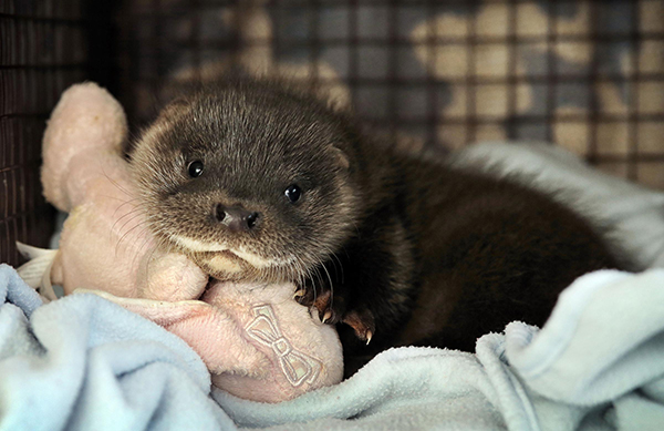 Otter-Pup-Separated-from-His-Family-Finds-a-New-Home-2.jpg?content-type=image%2Fjpeg