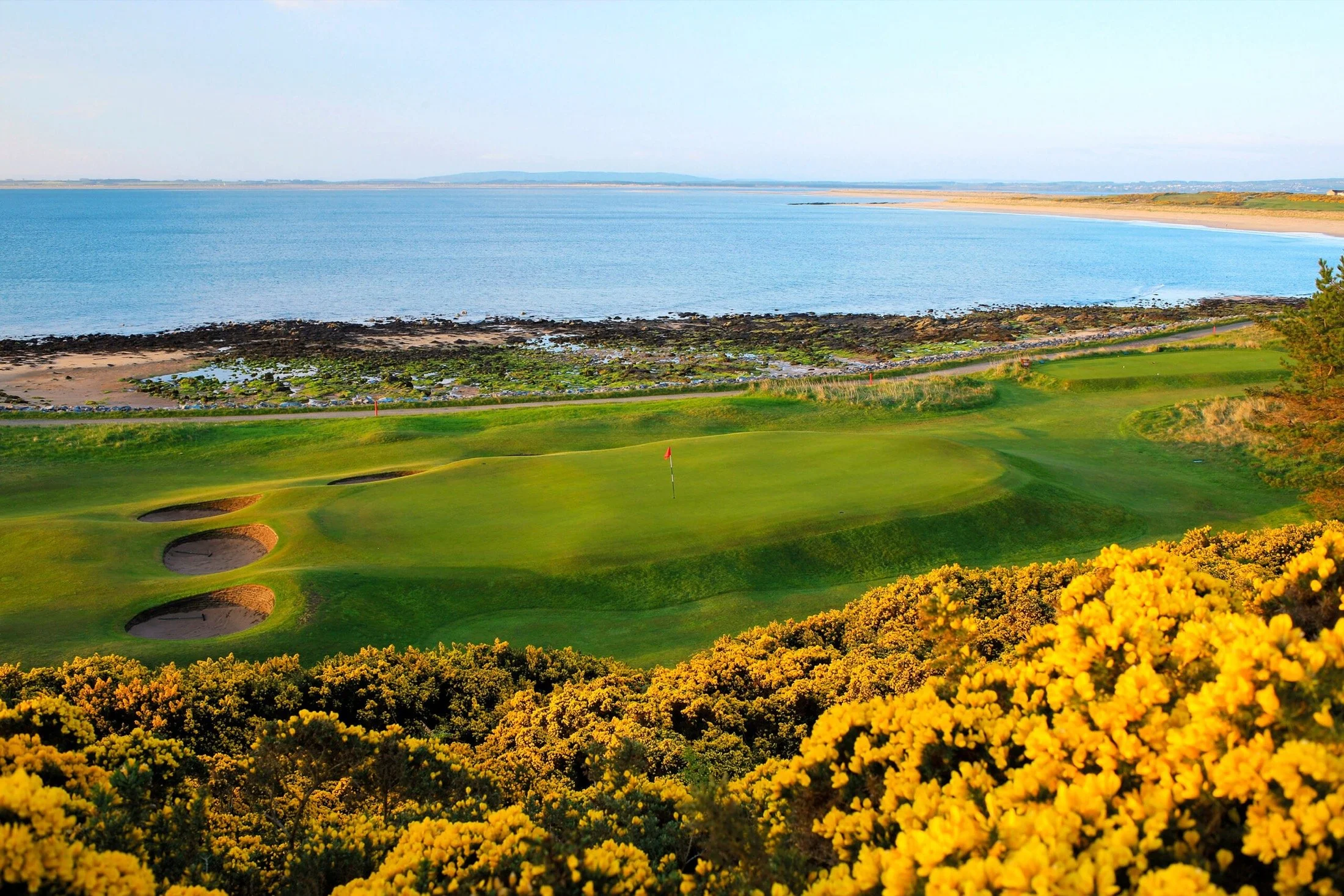 Royal Dornoch links running down to the Dornoch Firth, framed by yellow gorse in evening light