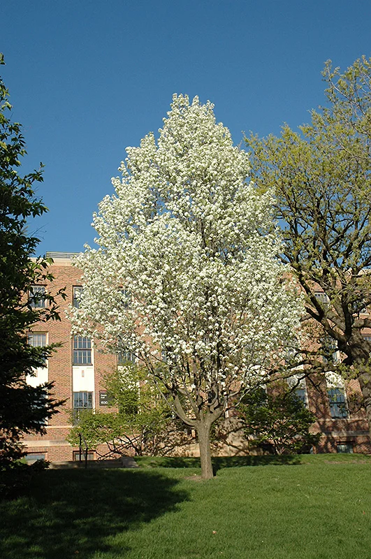 Colorado Blue Spruce