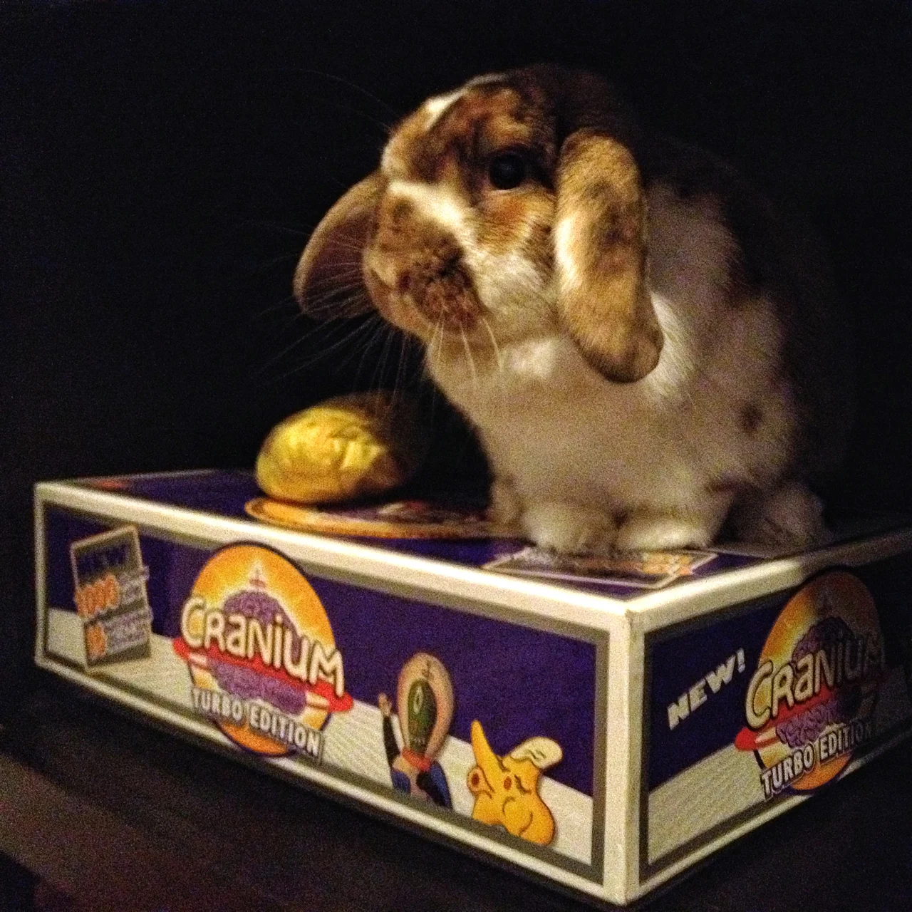 Laura bunny