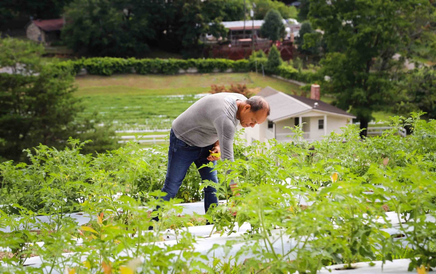Chef Hector Diaz picking peppers