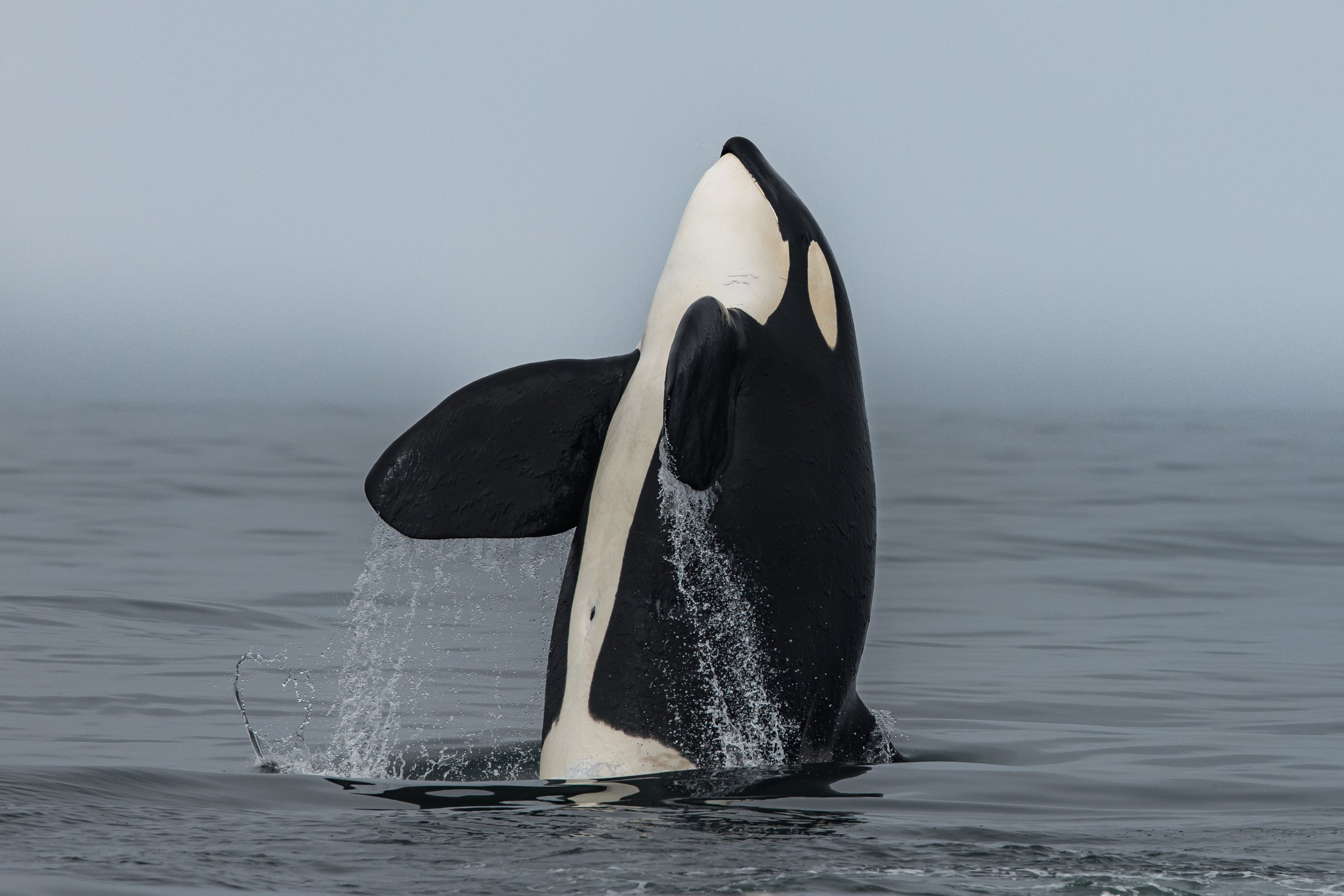 Whale