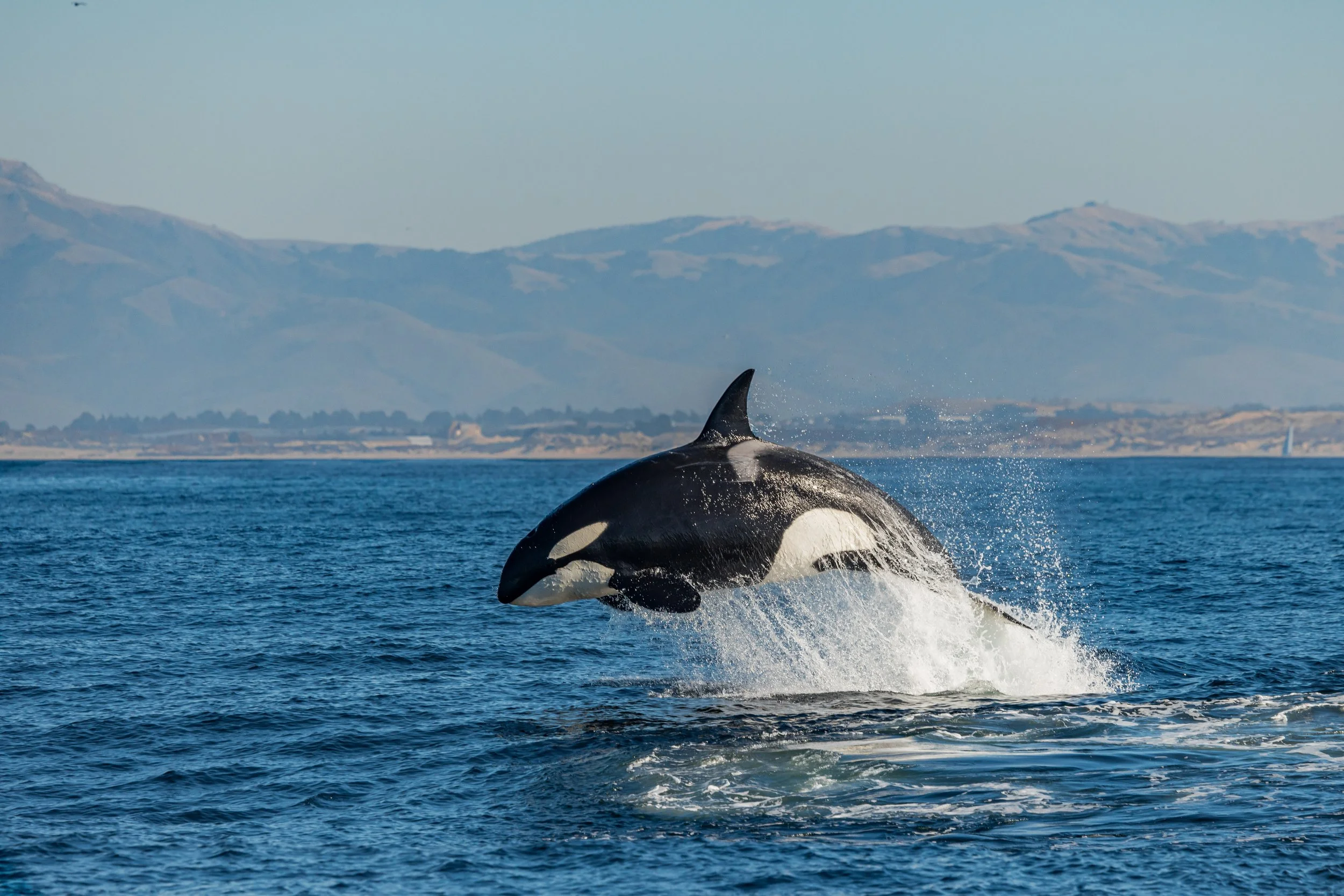 Killer whale breaching on Monterey Bay