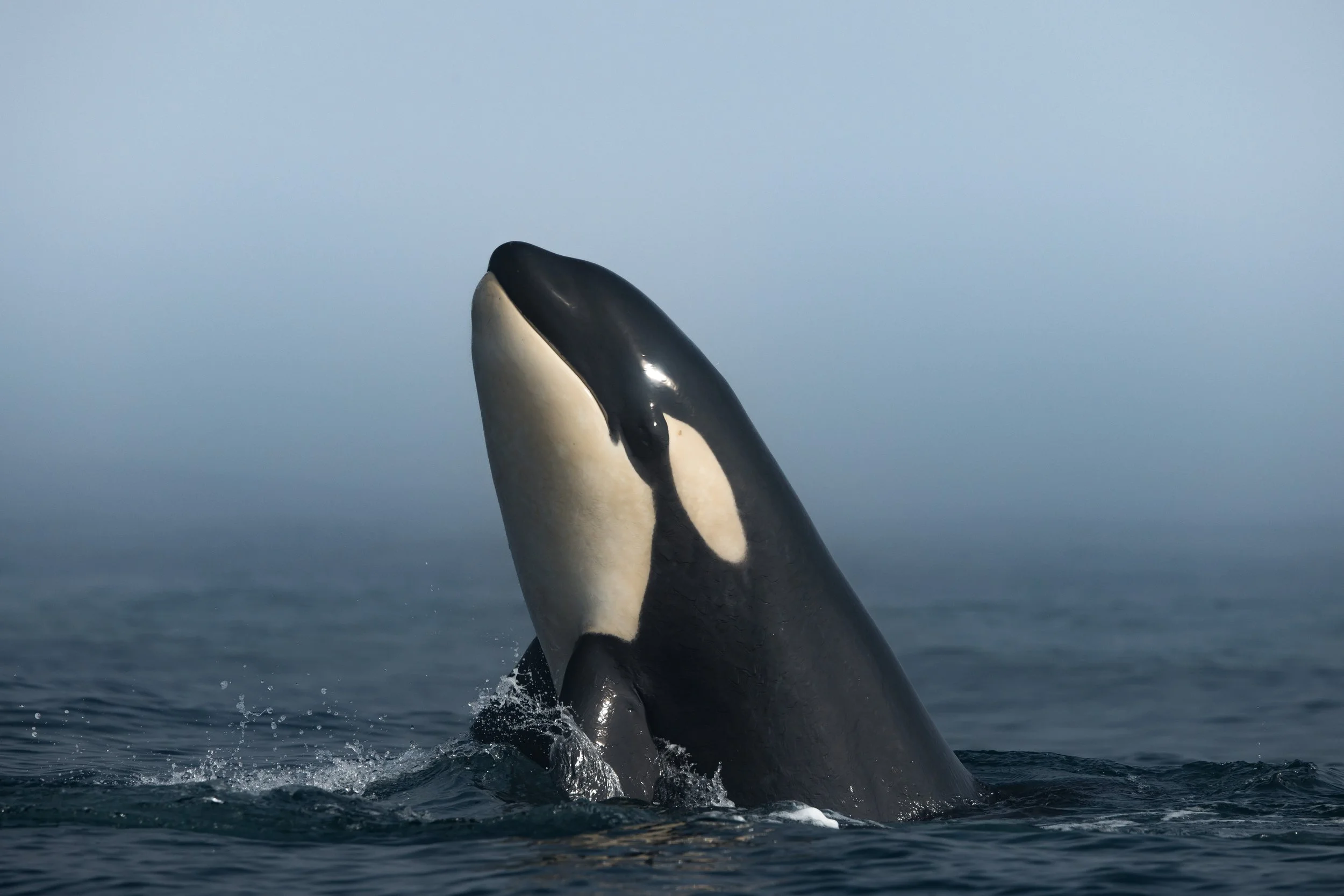 Orca spyhopping in morning fog