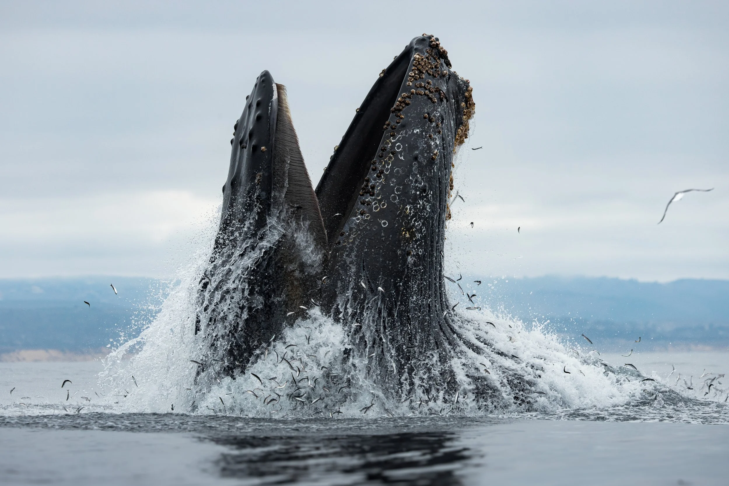 Humpback whale lunge feeding on Monterey Bay