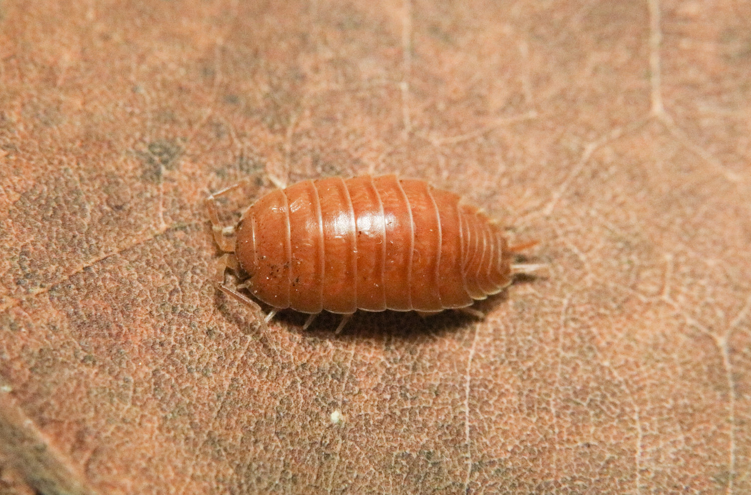 Мокрица Porcellio laevis