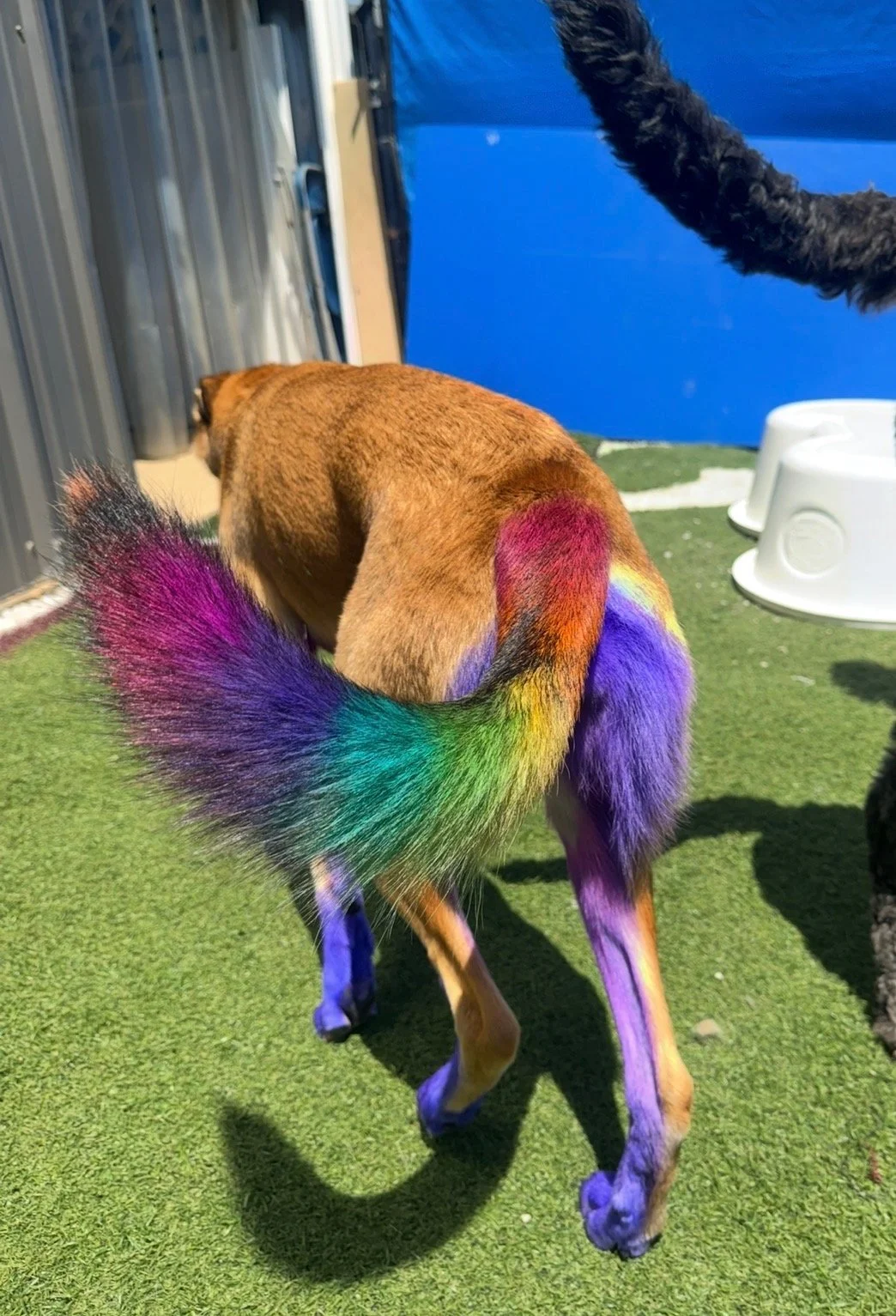 Creative color groom example 2