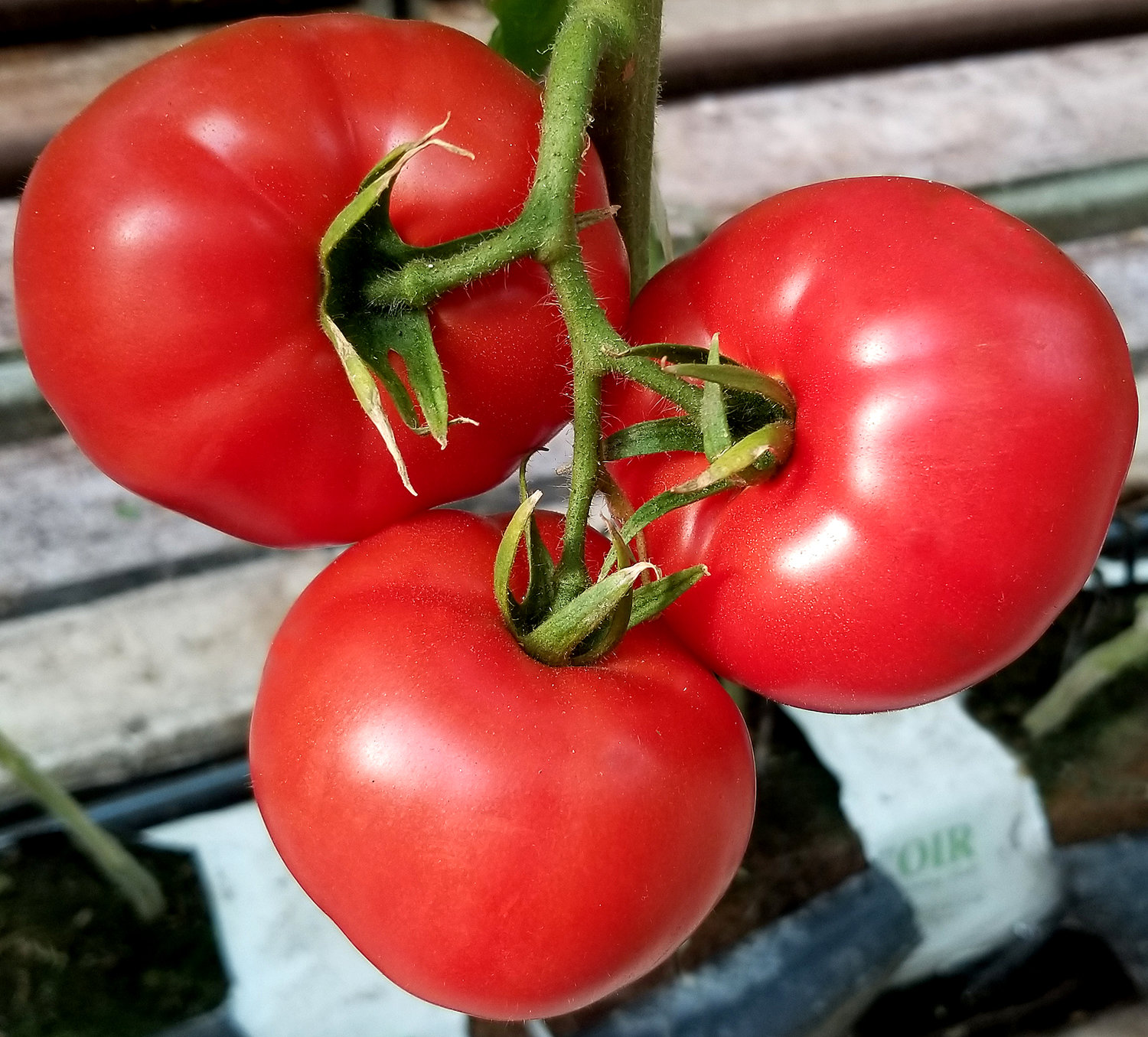 Семена томатов катя. Томат Монро f1. Томат Орловские рысаки. Томат Биг биф f1. Говядина с томатами.