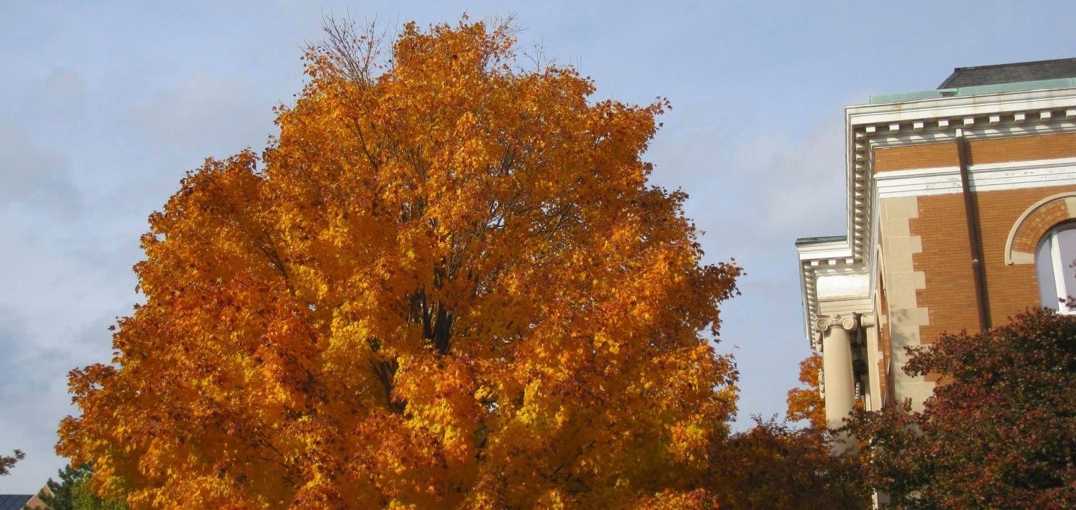 Carnegie Hall on the North Central College campus framed by a maple tree in full orange fall color