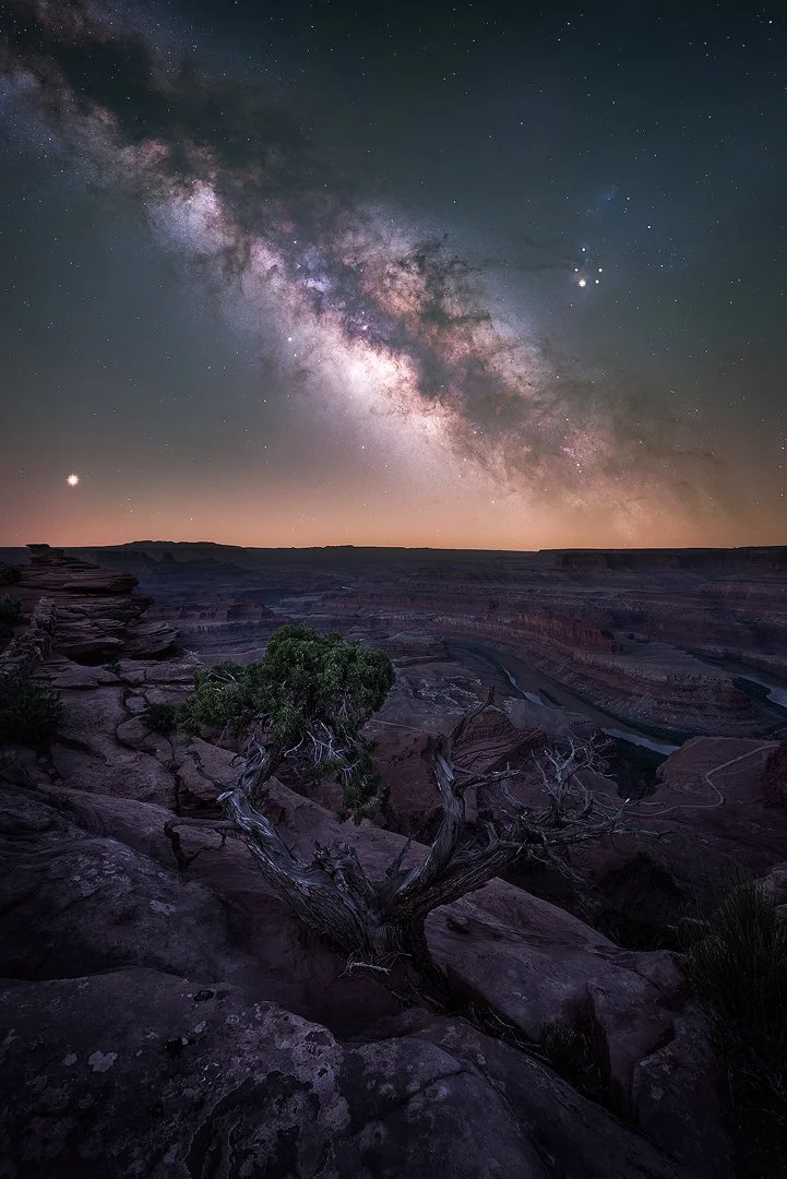 Dead Horse Point Split Tree Milky Way, Utah
