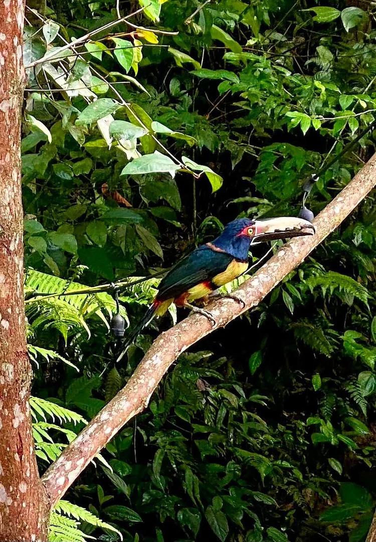 A collared aracari visiting the garden