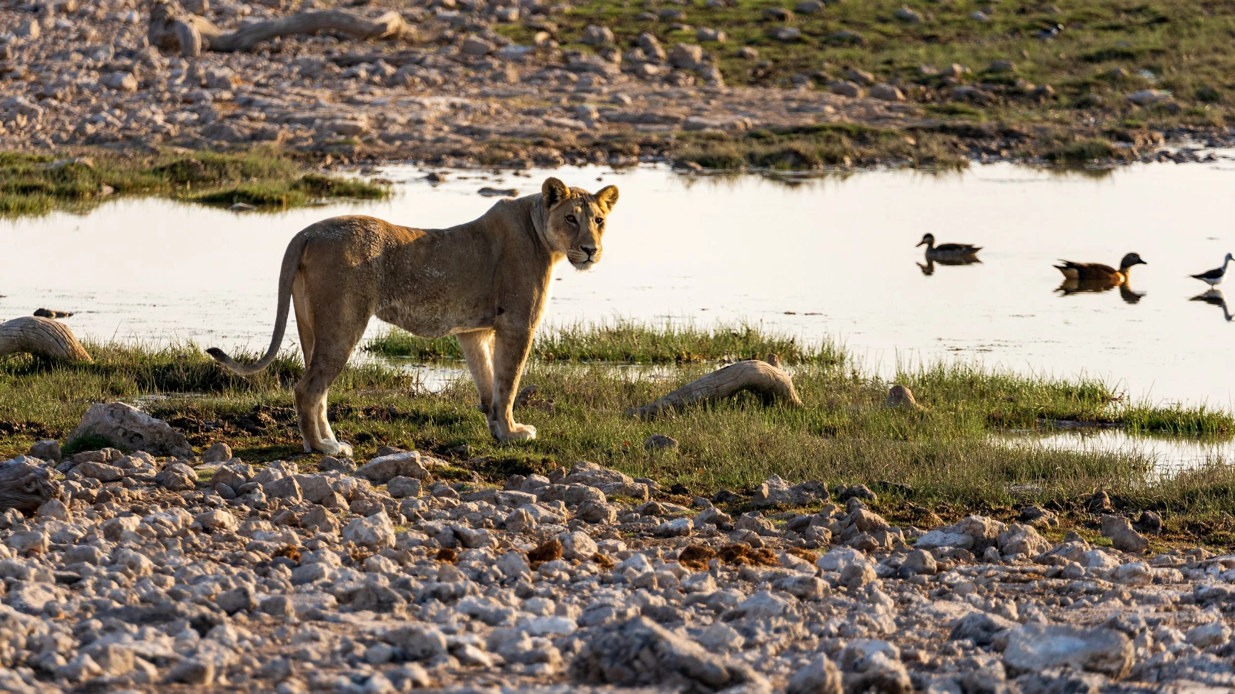 Open landscape Etosha