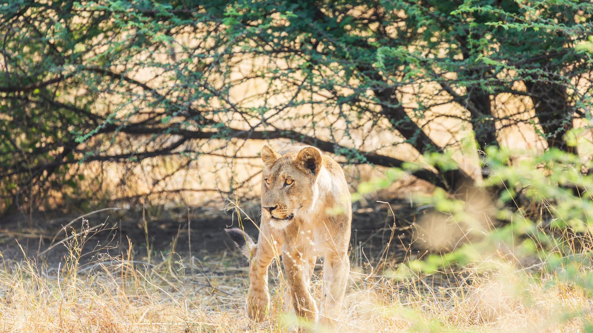 Male lion walking towards the truck
