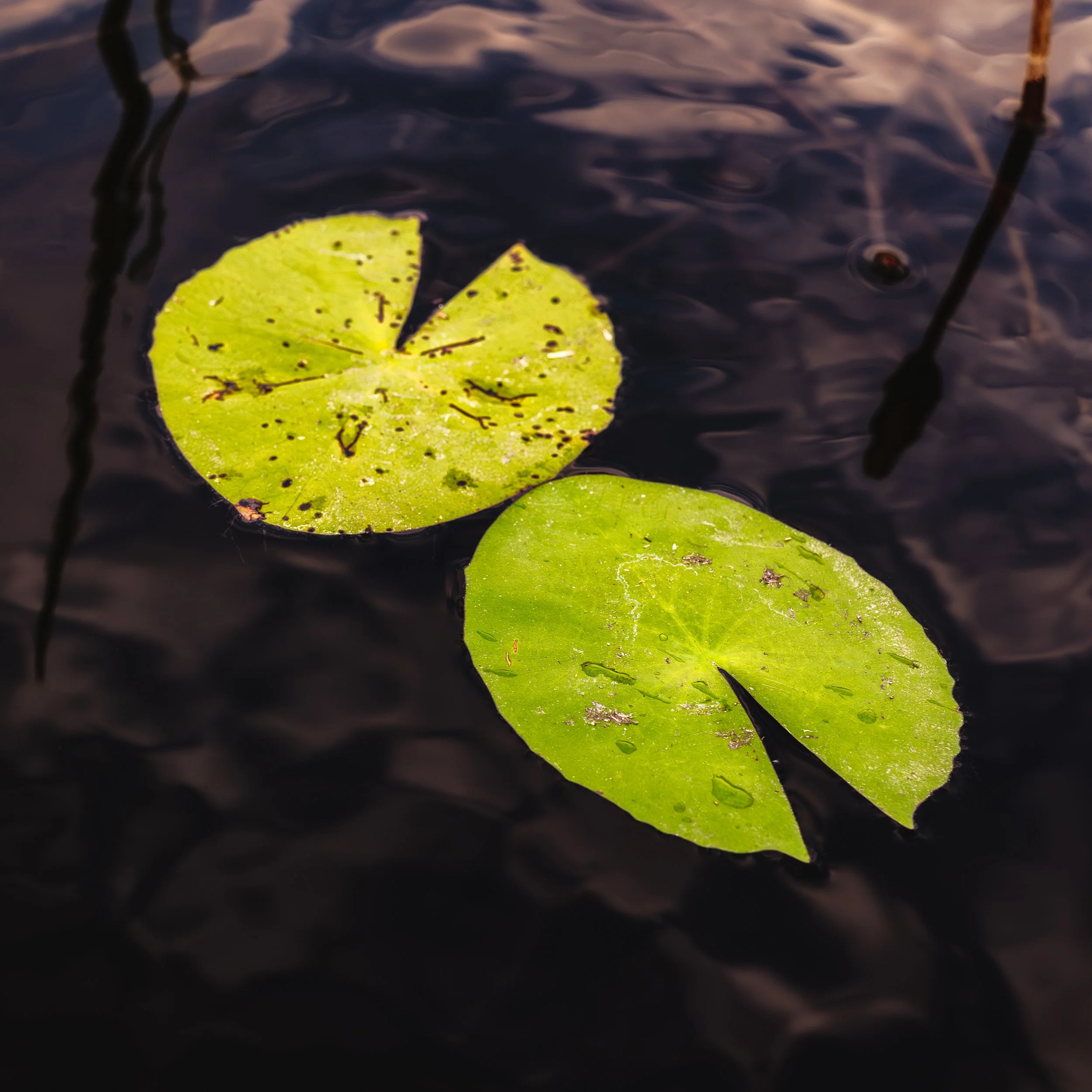 Lily pads in the Okavango Delta