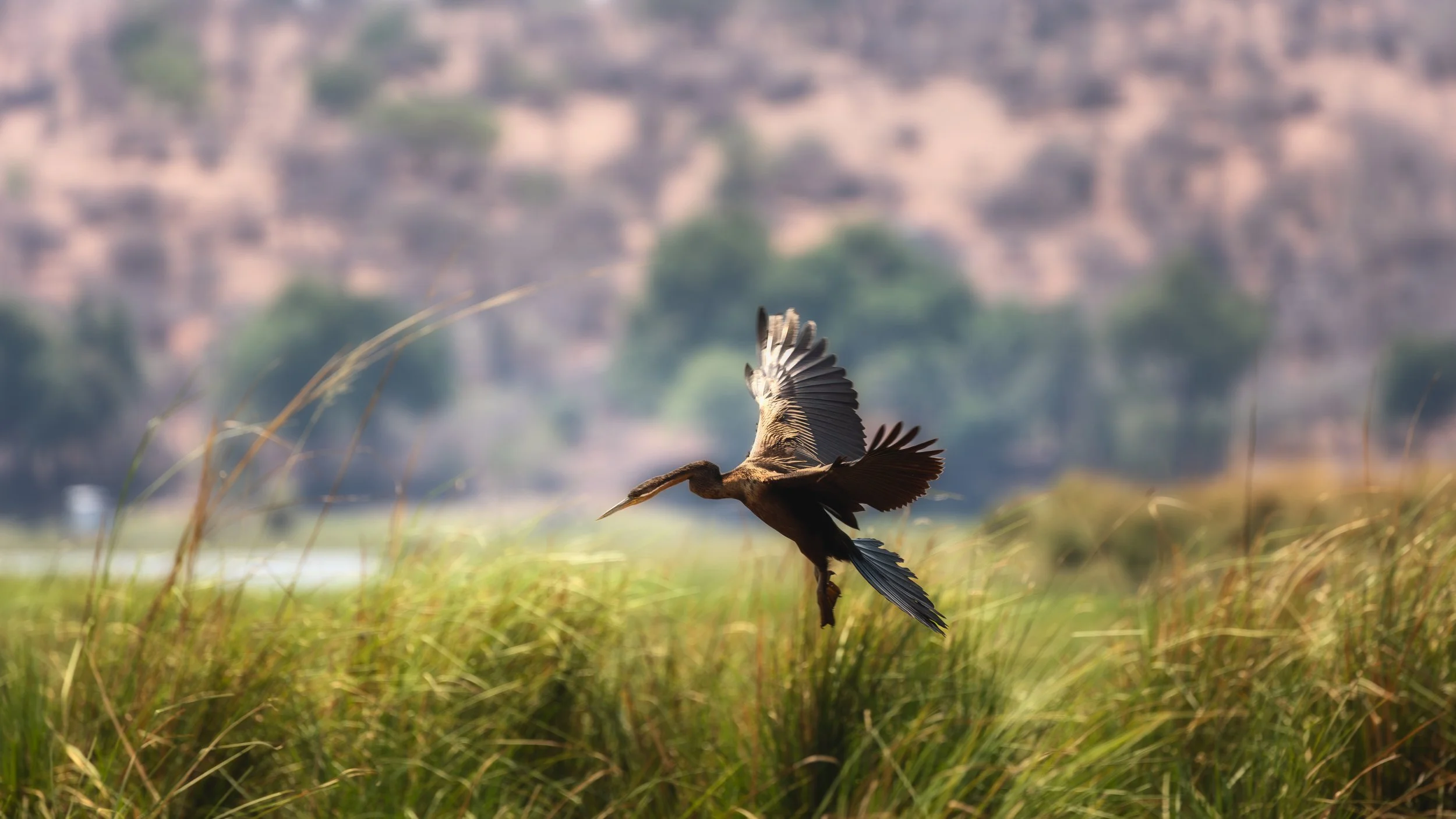 Bird at the riverfront