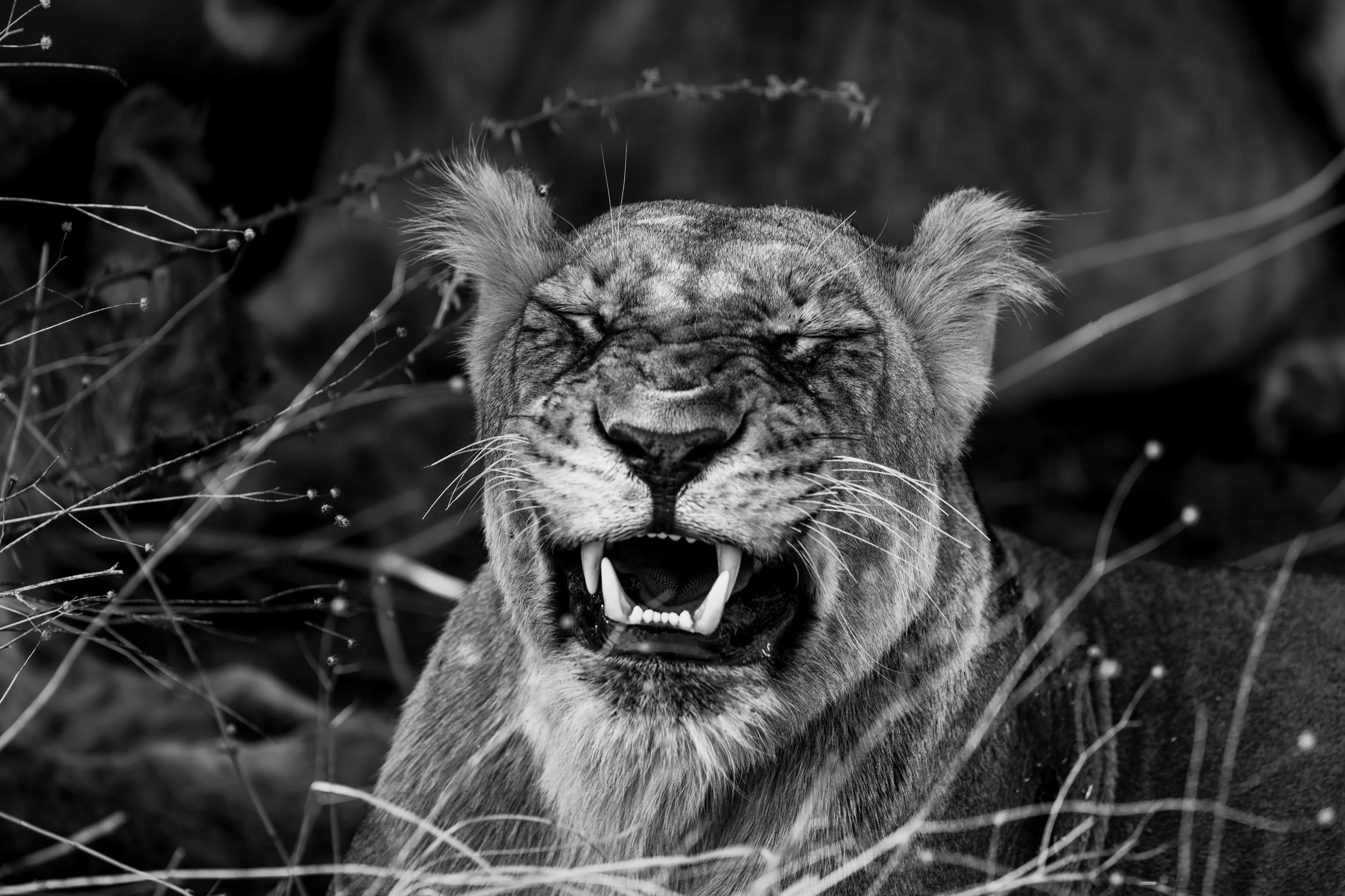 Lion in black and white