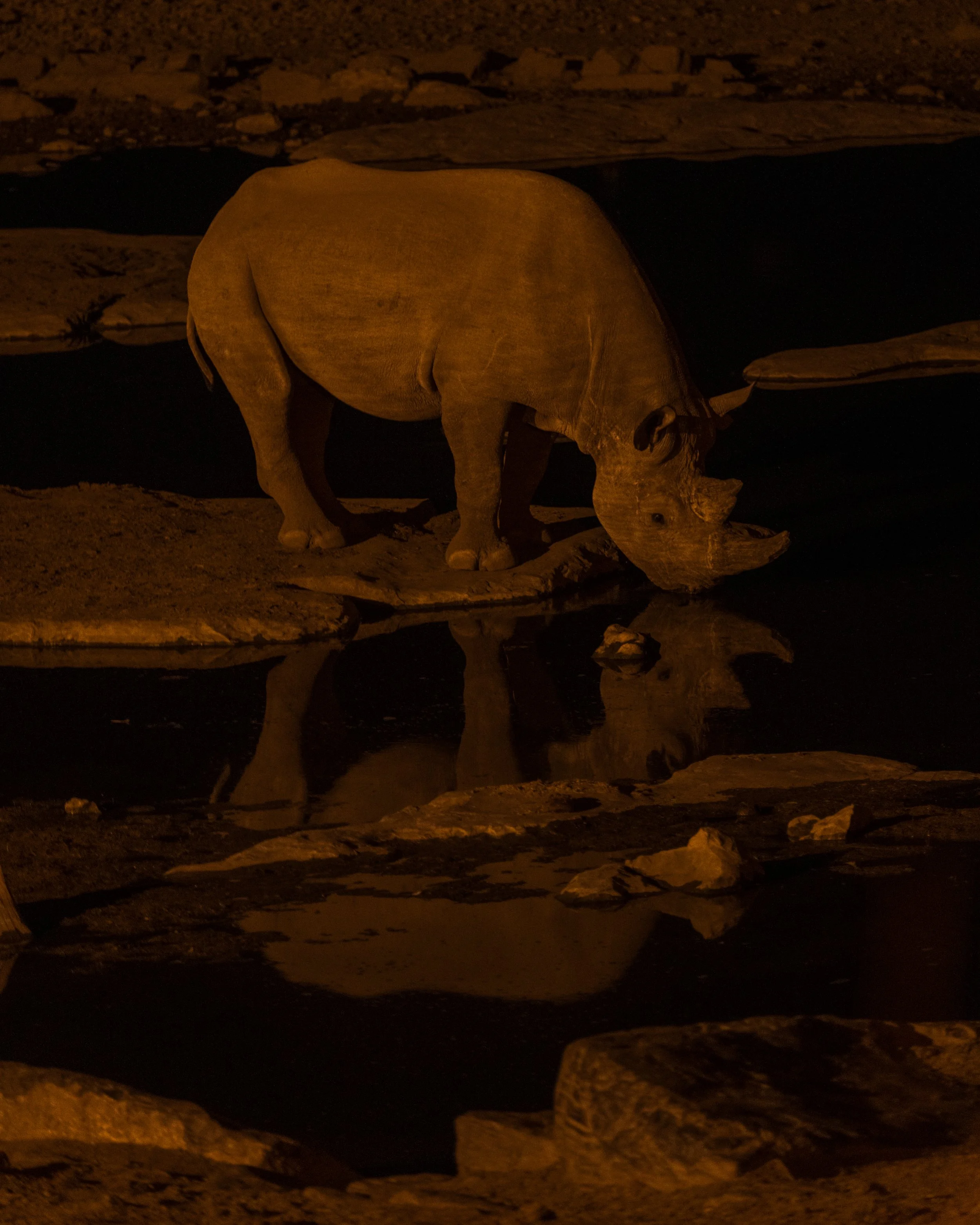 Rhino at night waterhole Etosha