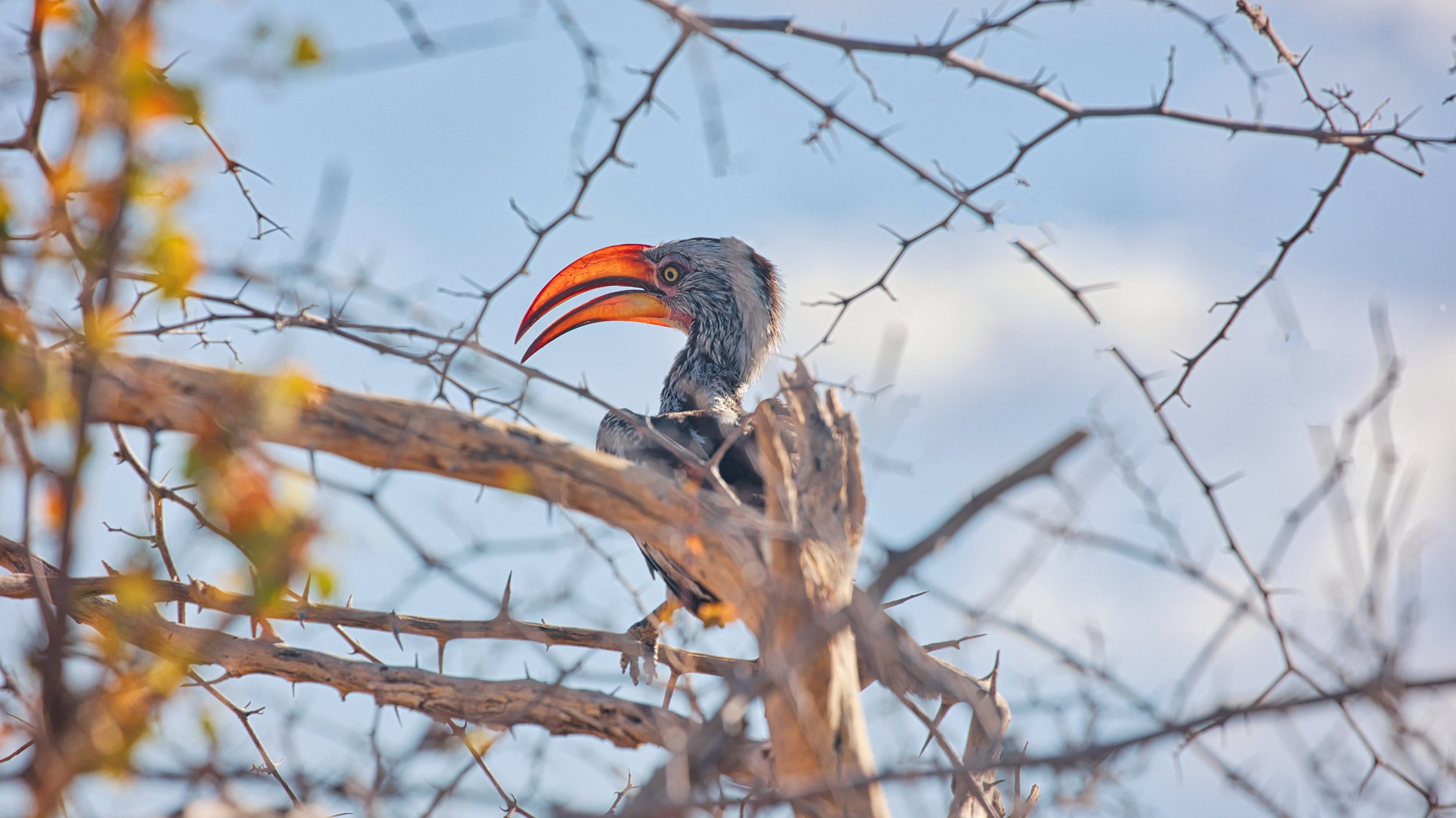 Bird photography Etosha
