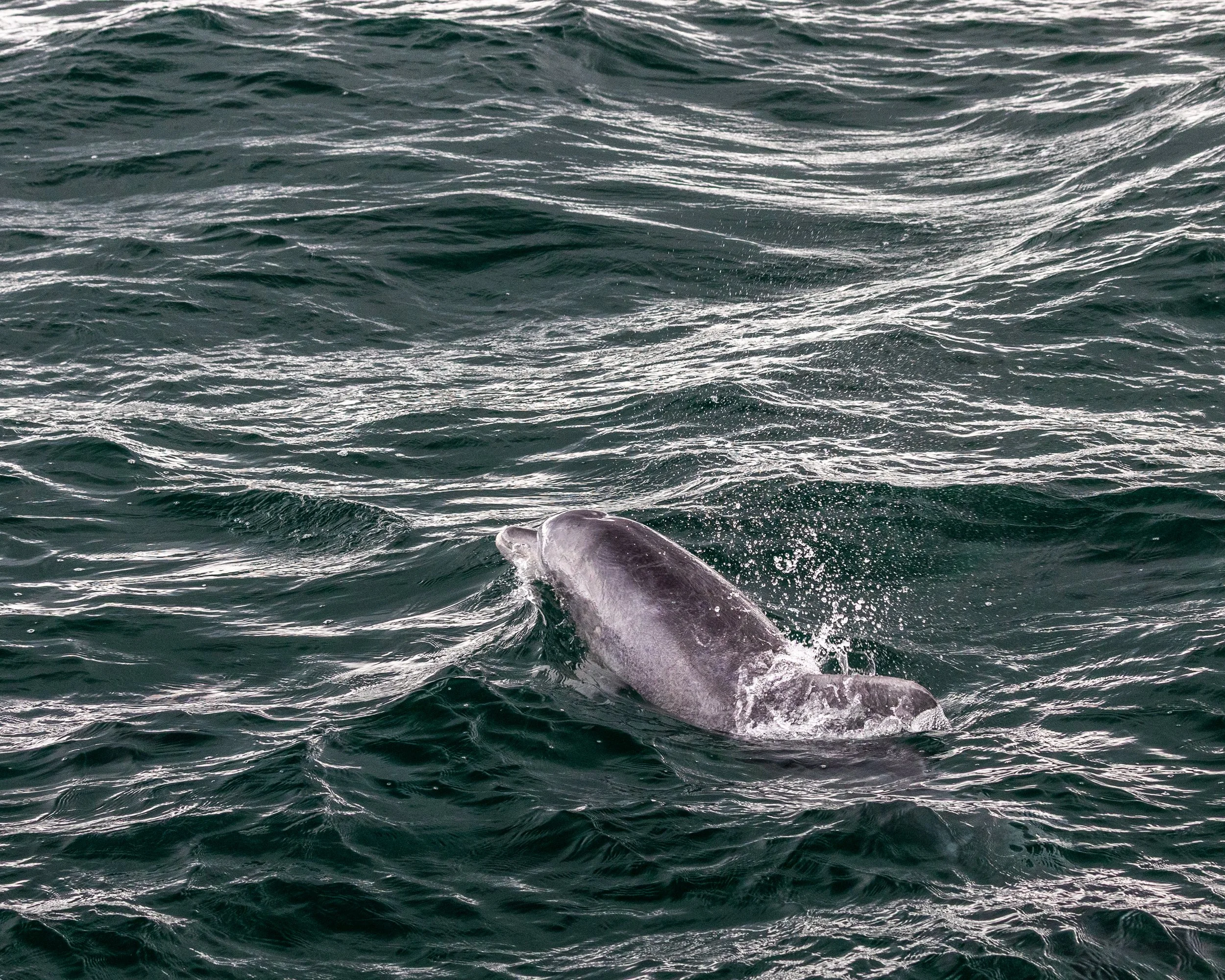 Dolphins South Africa