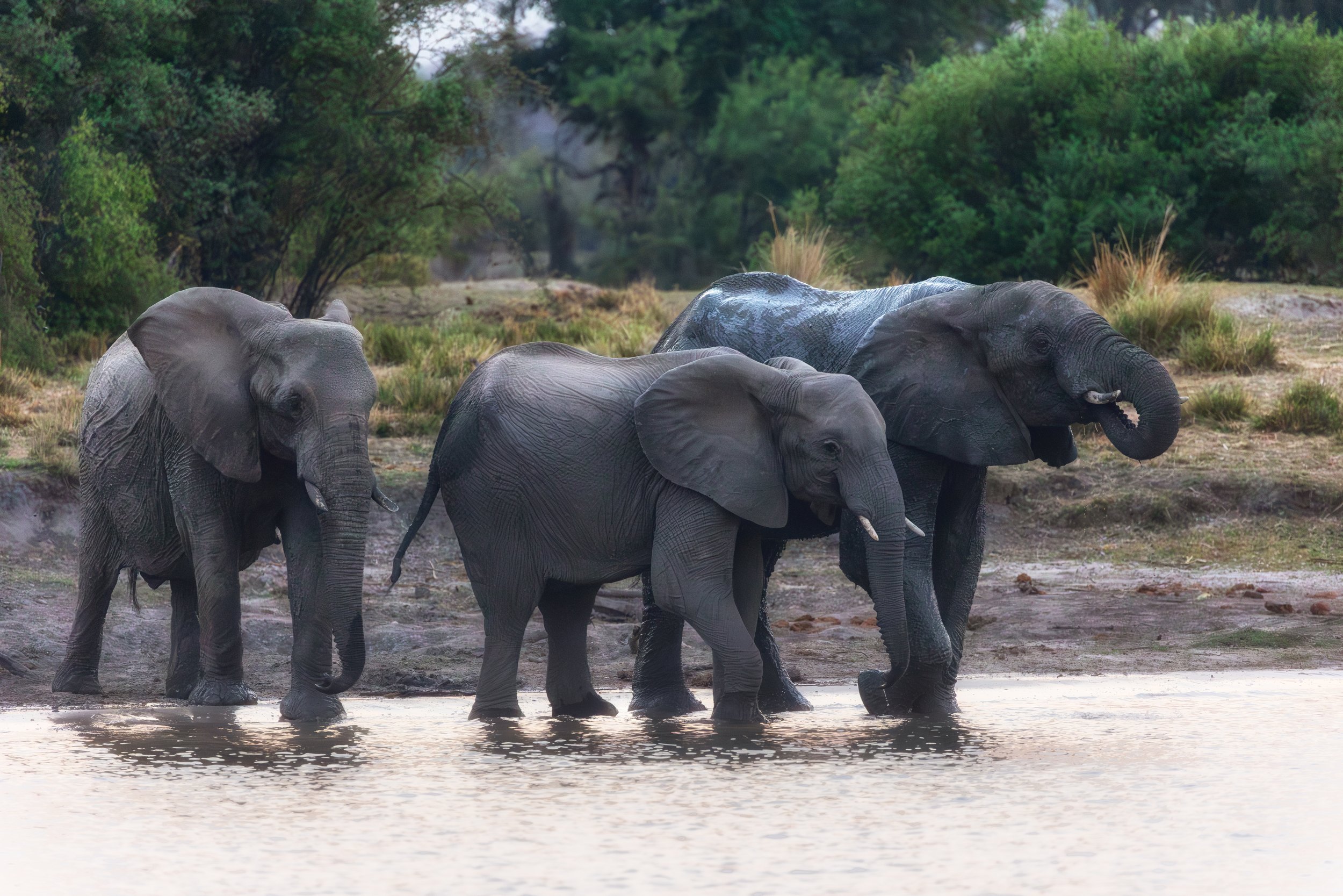 Elephants at sunset