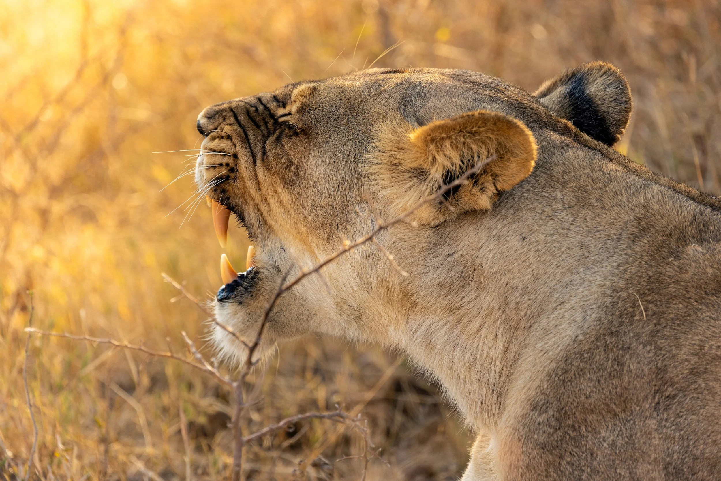 Lions walking in N'Pan