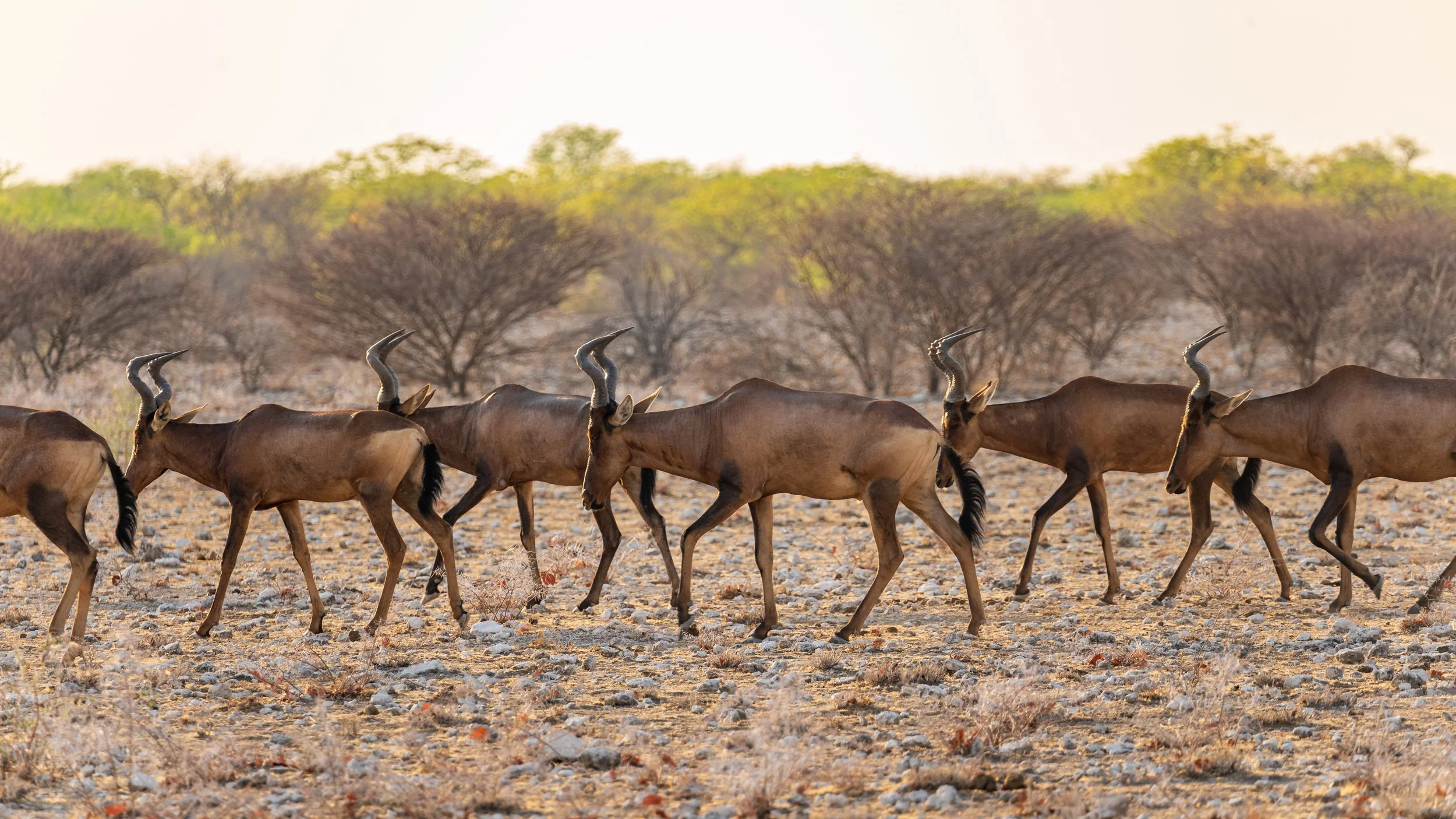 Quiet waterhole Etosha